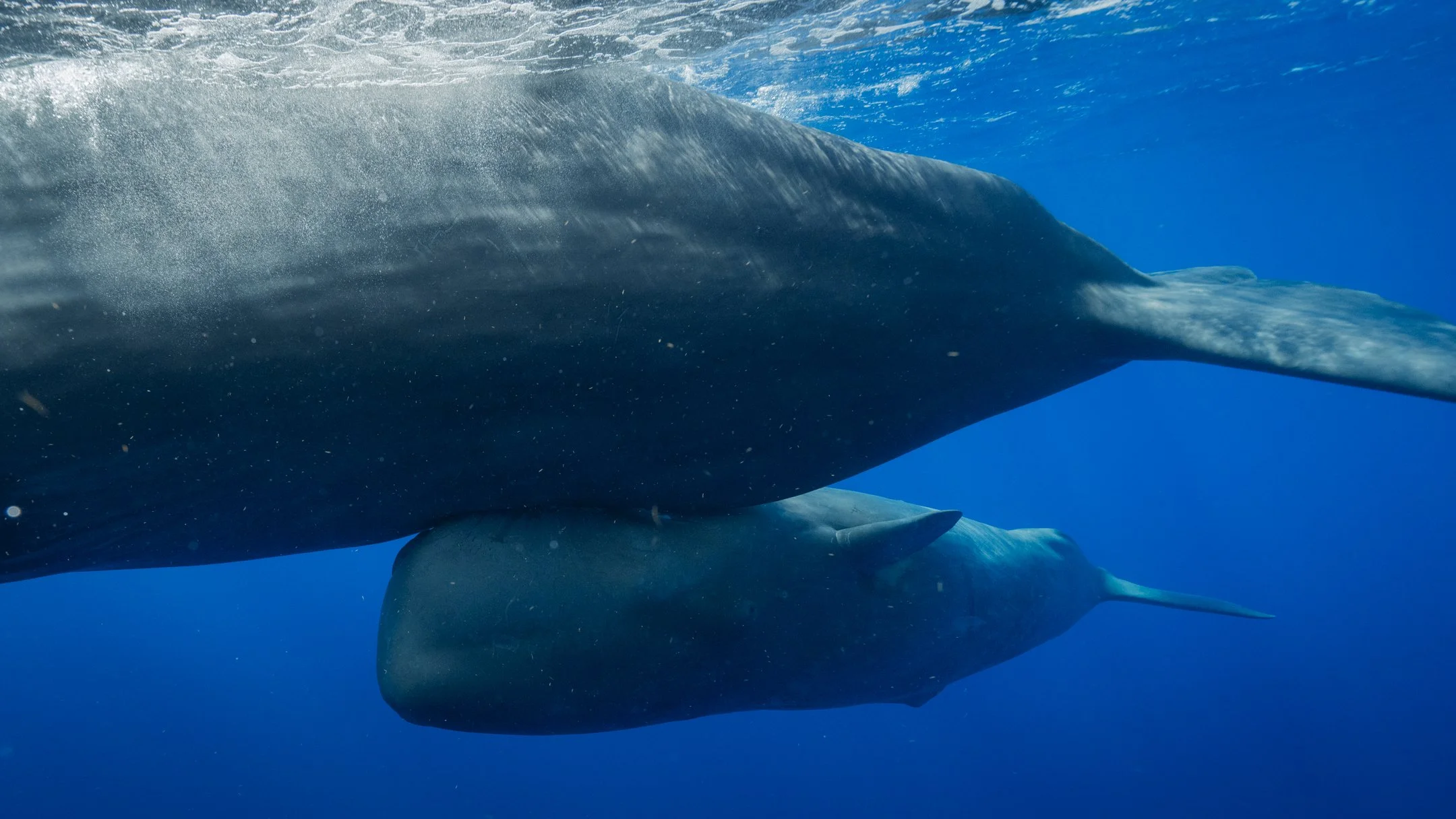 mom and calf 3-1.jpg