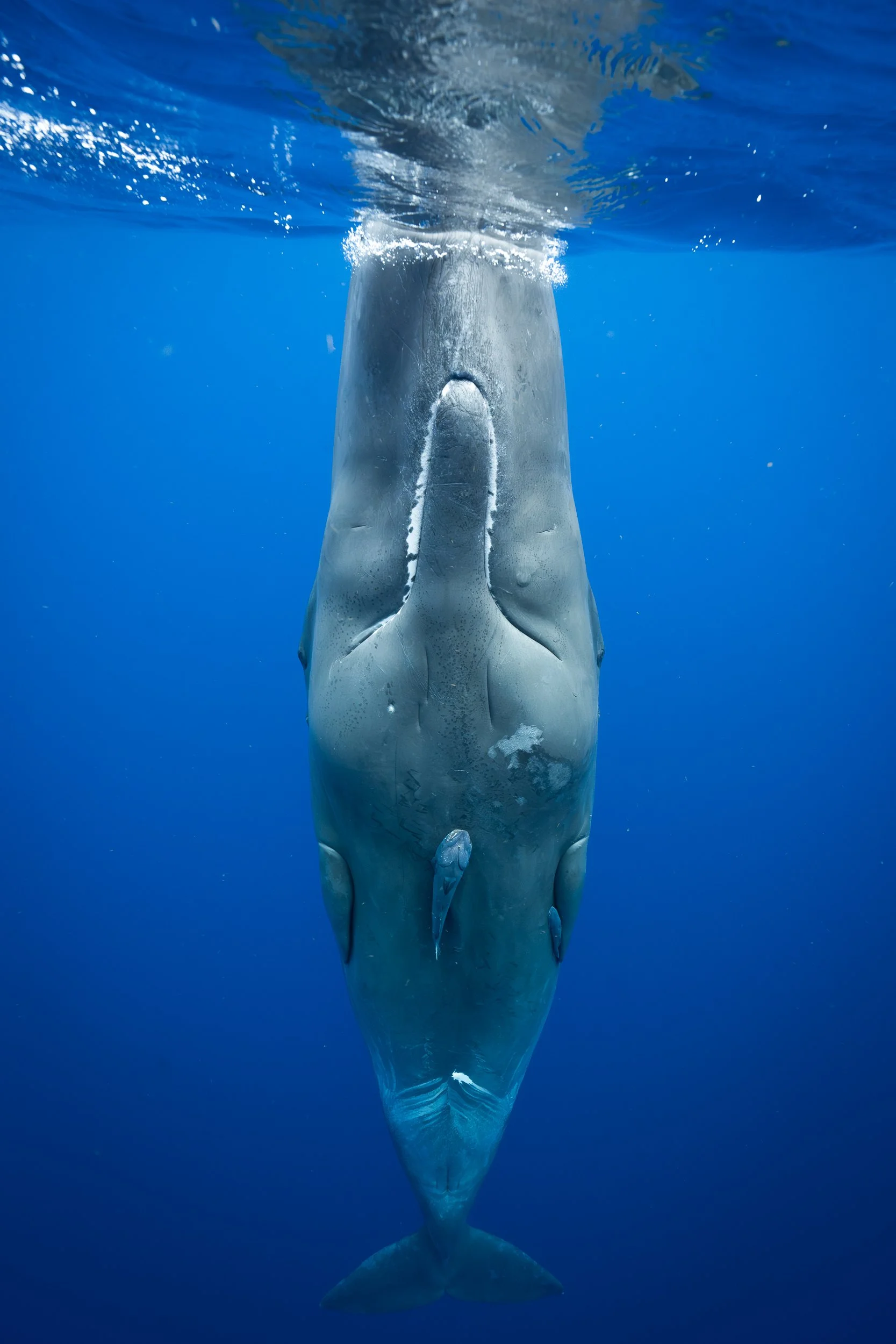 A deep-sea shark viewed from above, swimming in clear blue water.