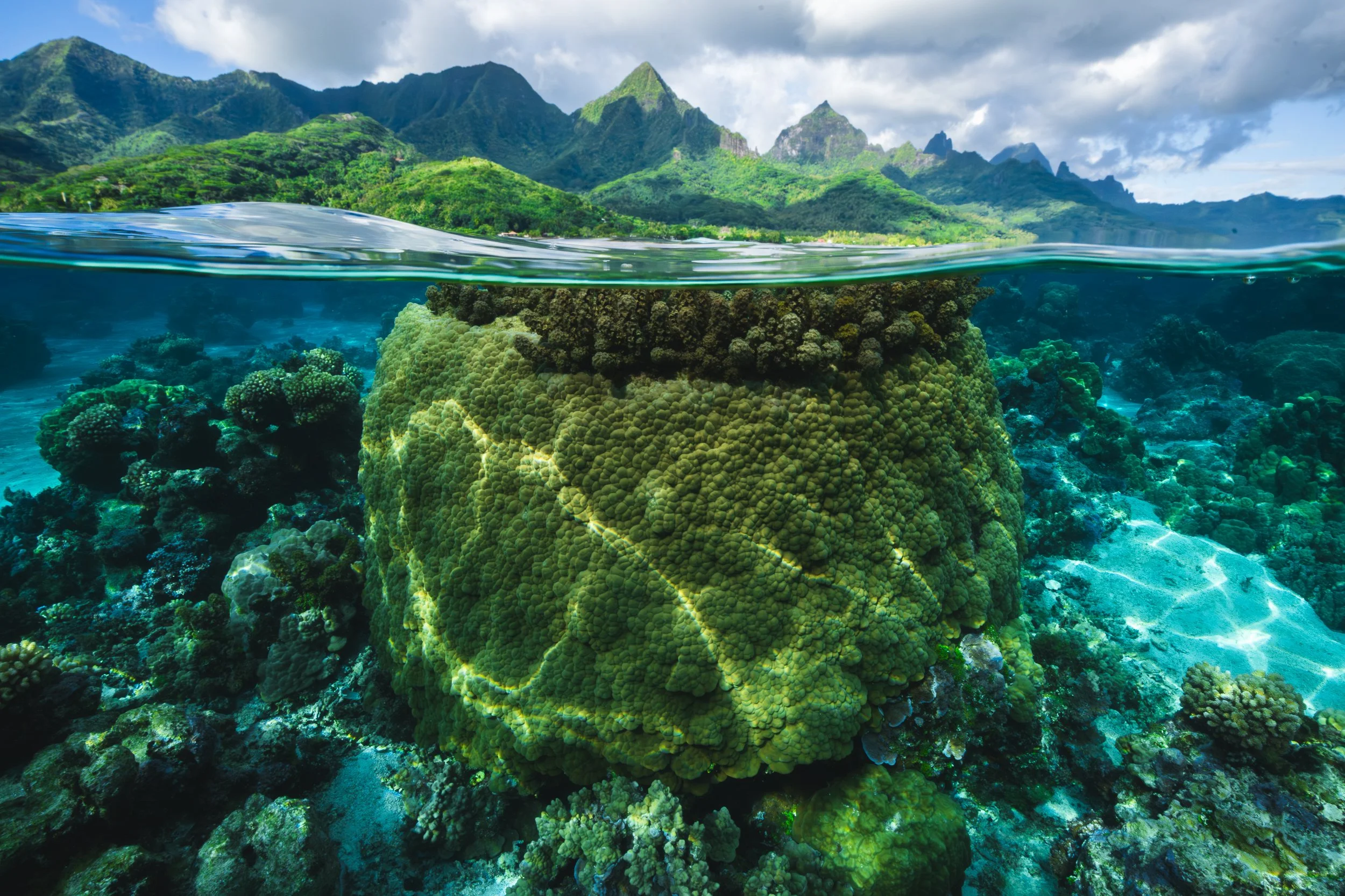 A professional underwater Split view of an underwater coral reef with lush green mountains and a cloudy sky in the background. This image shows an invasive algae growing on a coral reef. shot for a coral reef conservation NGO and none profit. 