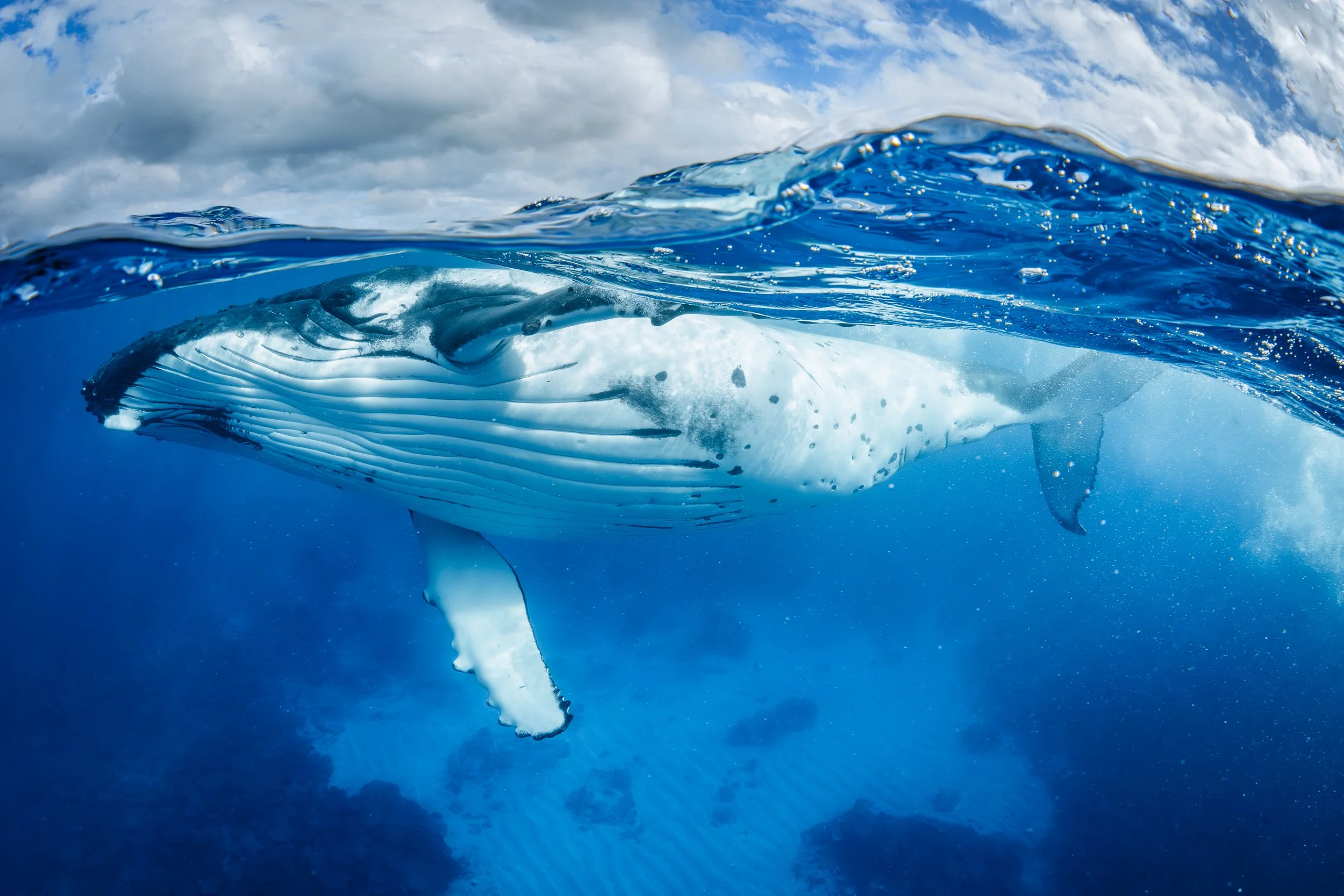 A professional underwater photo of a humpback whale swimming just below the ocean surface, over a coral reef,  with clouds overhead in French Polynesia. This is a over under shot also known as a split shot