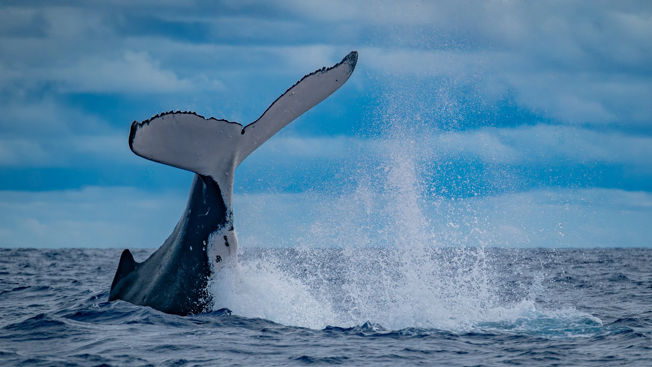 A whale breaching the ocean surface with its tail in the air, splashing water against a cloudy sky.