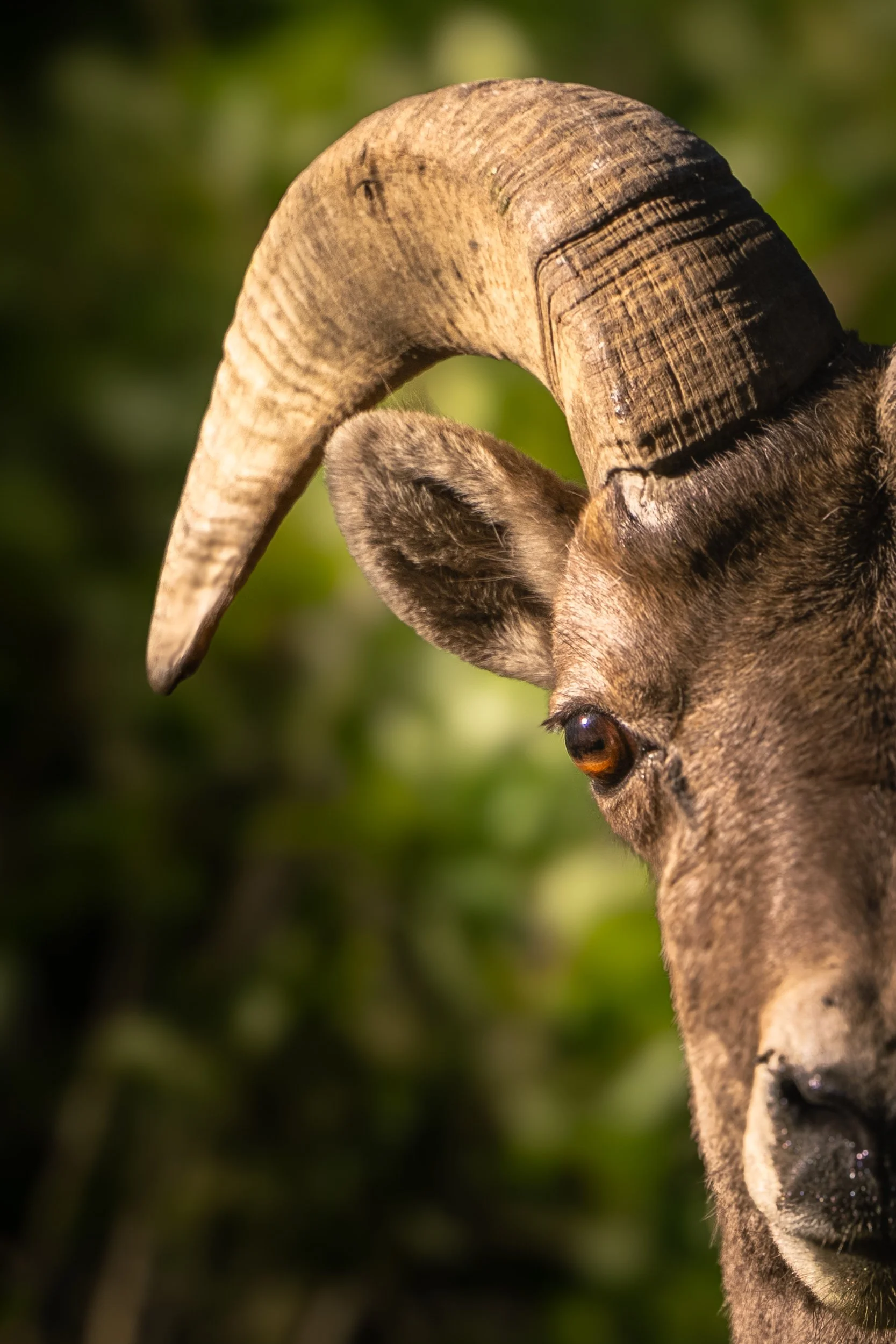 Close-up of a goat with curved horns and brown eyes, with a blurred green background.