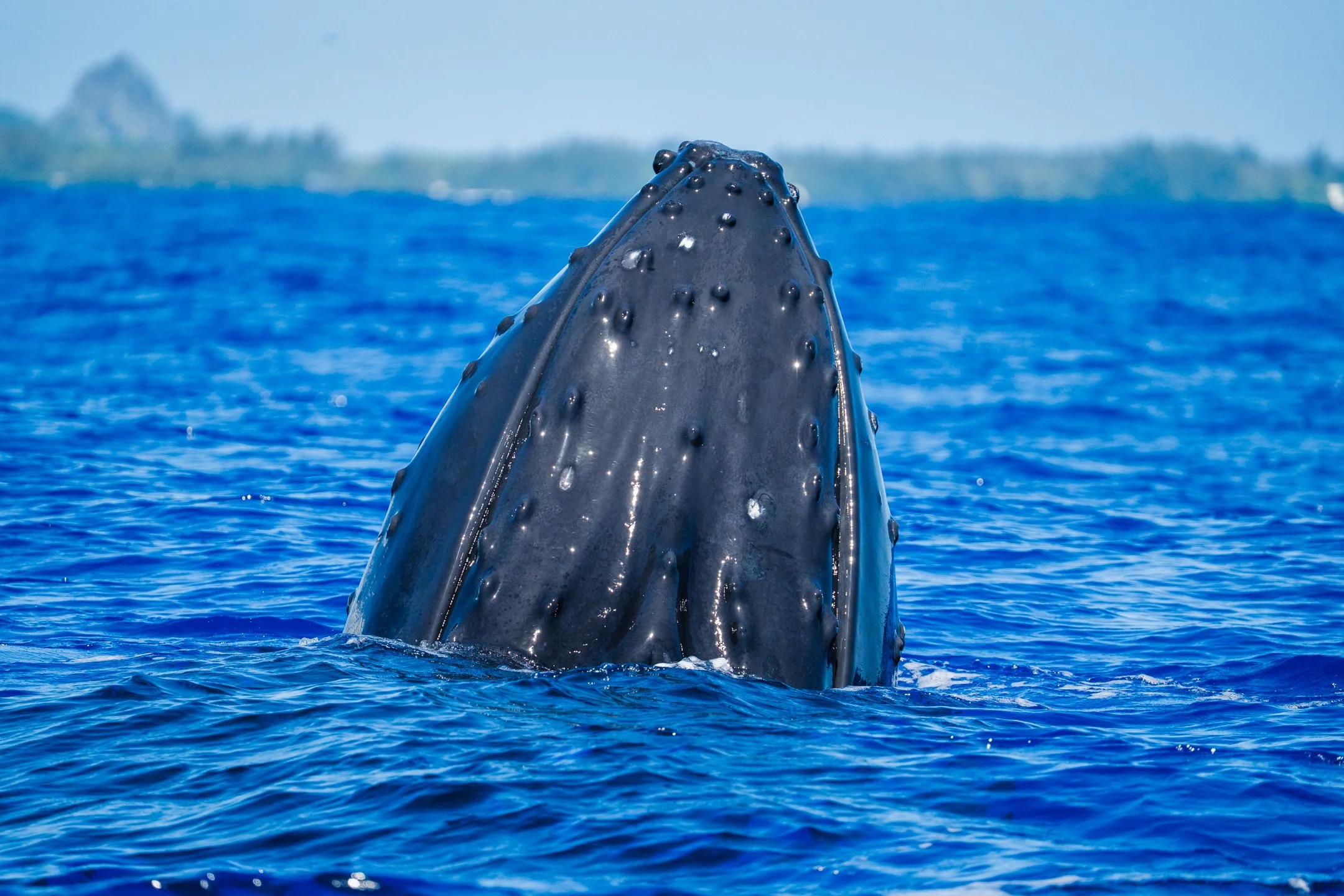 tappo above water-1.jpg