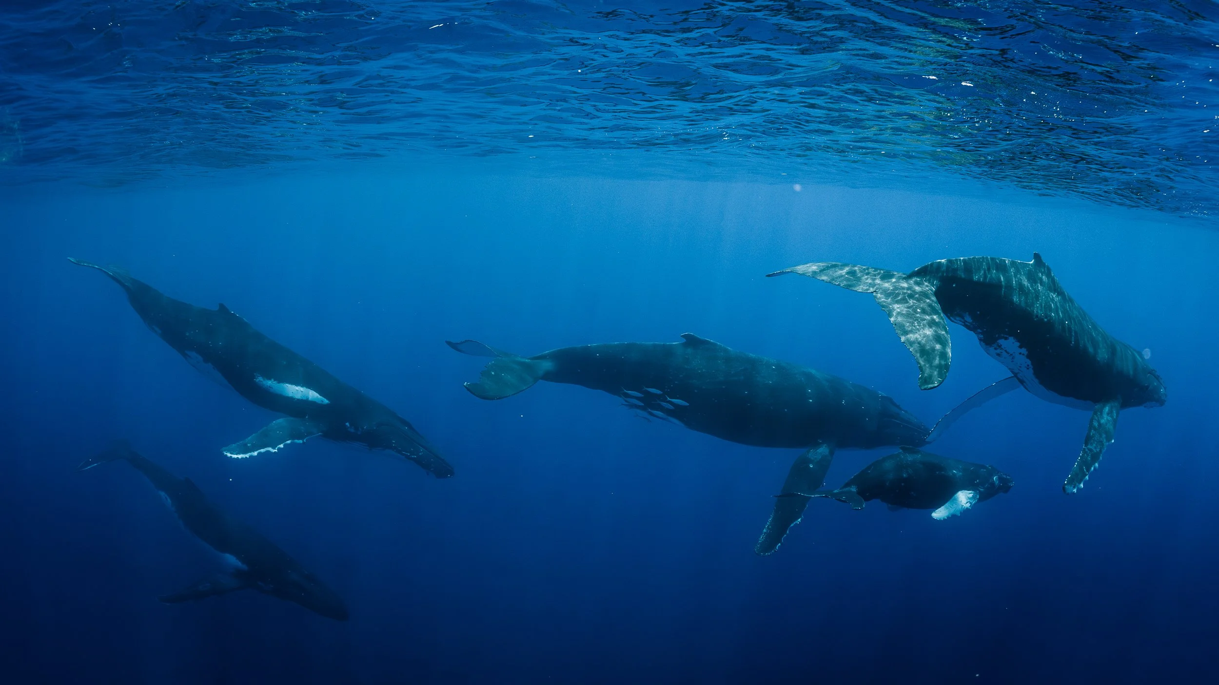 A professional underwater photo of a pod of five humpback whales swimming underwater in the ocean of French Polynesia, taken for a Whale conservation nonprofit and NGO.