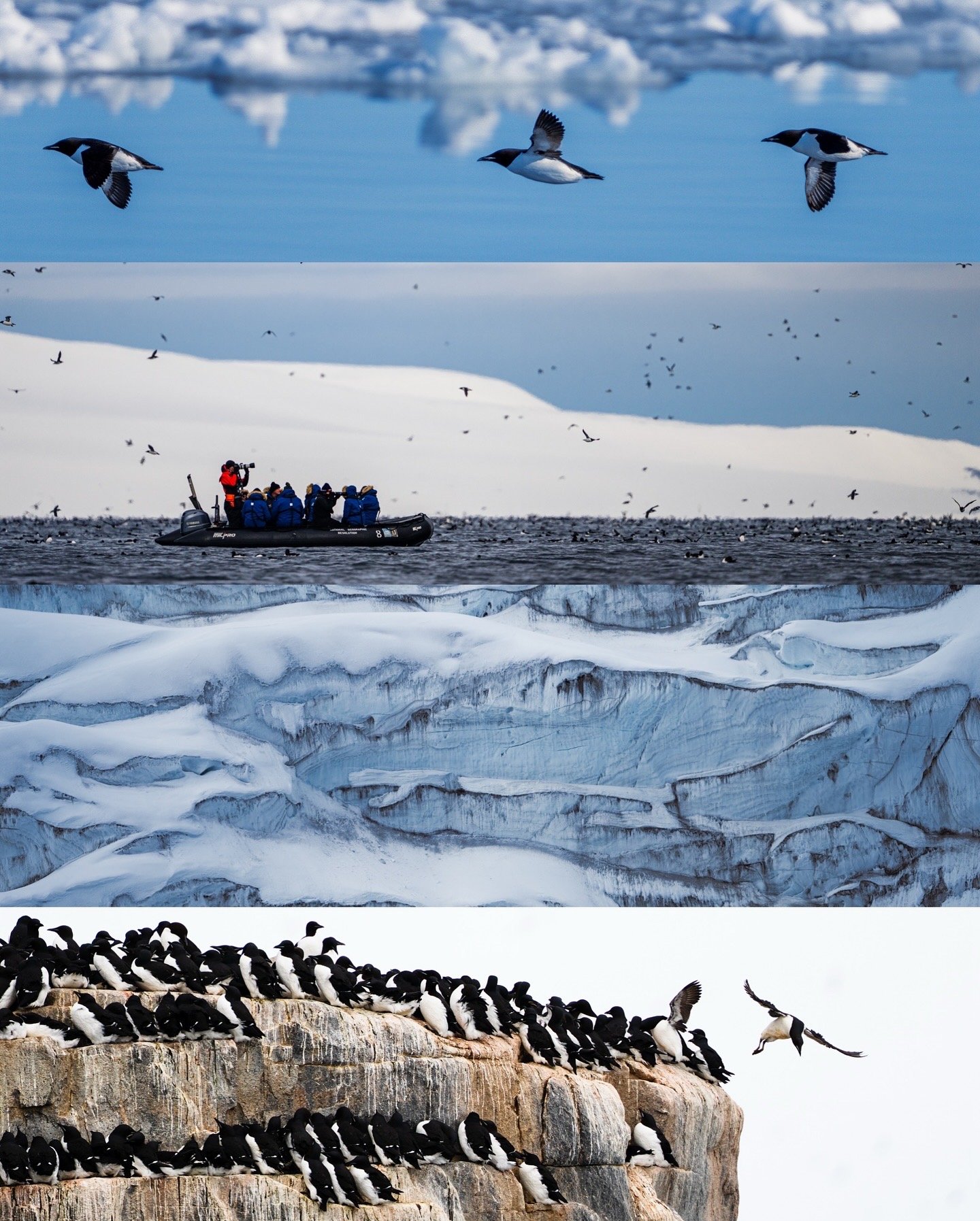 Seabirds flying and resting on rocks and icebergs in an icy landscape with a boat carrying tourists and a photographer.