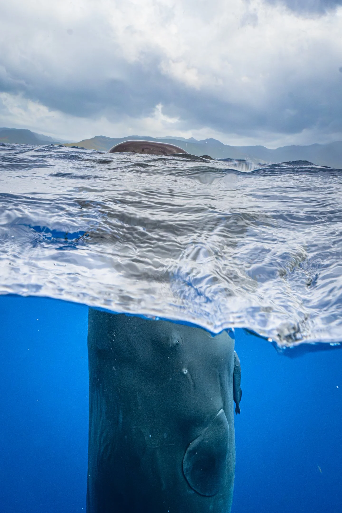 Aquatic_Life_ Spermwhale_over_under-1.jpg