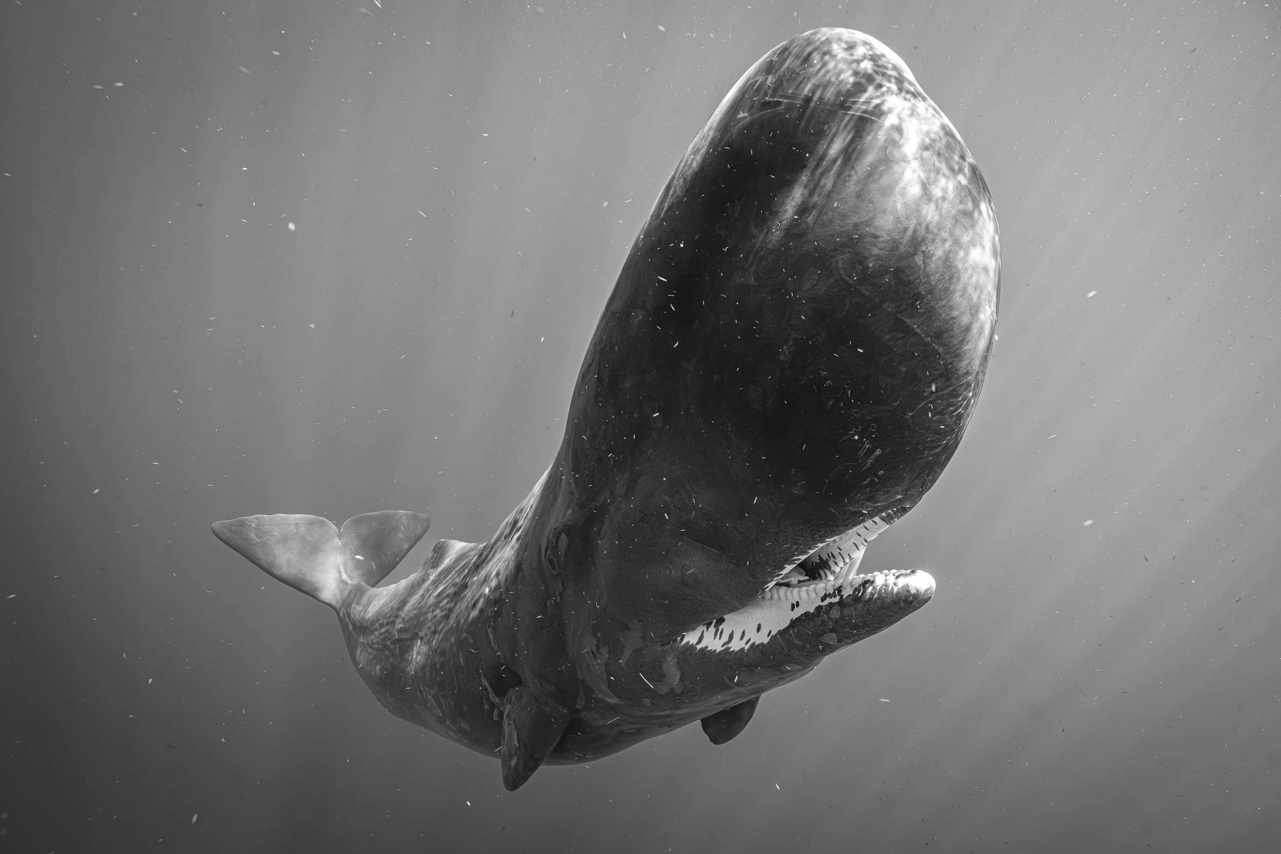 A large whale swimming underwater, captured in black and white from below.