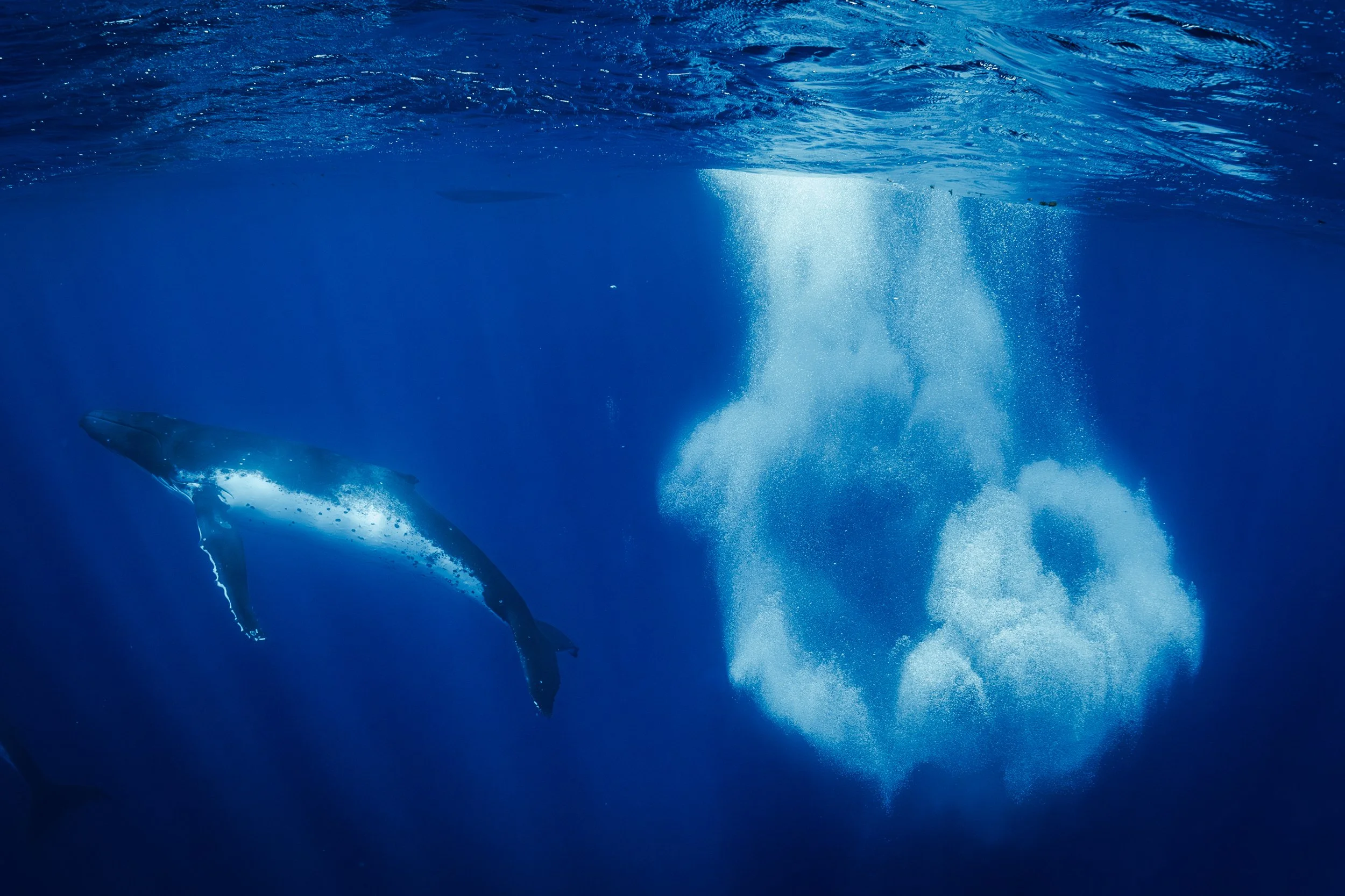 whale bubble ring -2.jpg