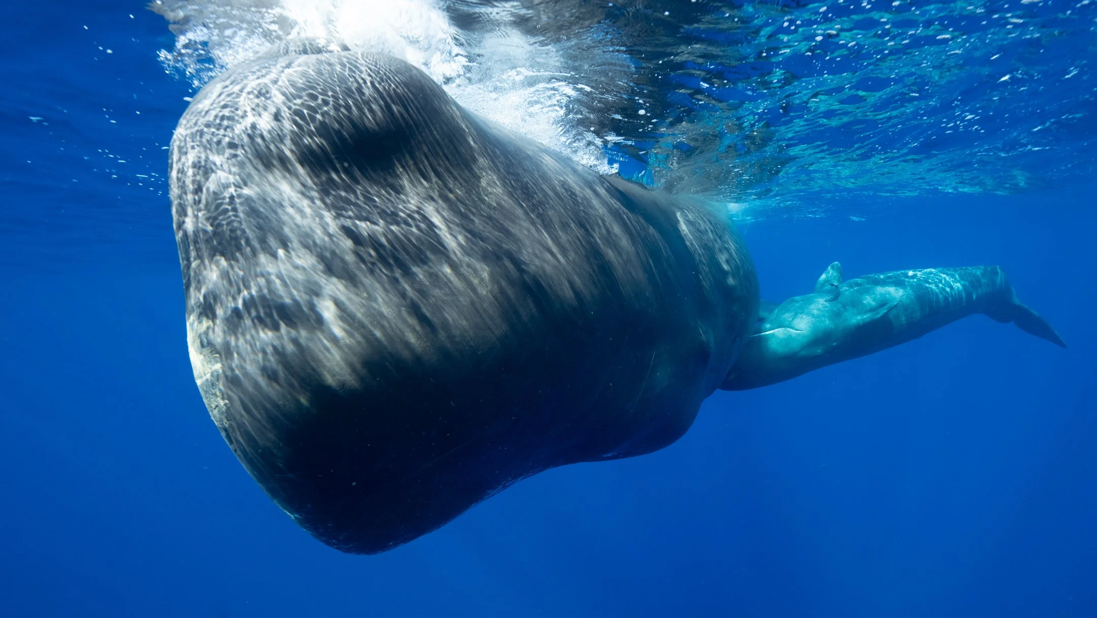 mom and calf 2-1.jpg