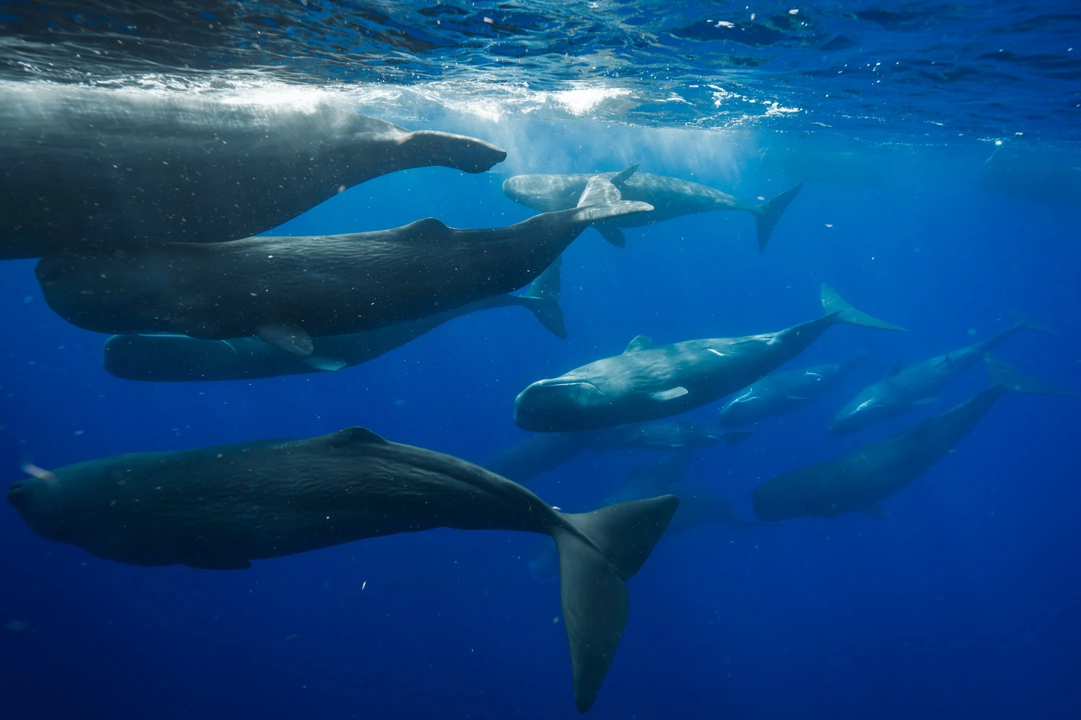 Aquatic_Life_ Megapod-1.jpg