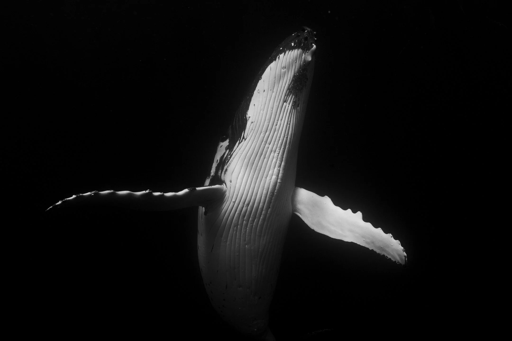 Kellon Spencer_ Sigma_14mm_1.4_Pacific-49.jpg