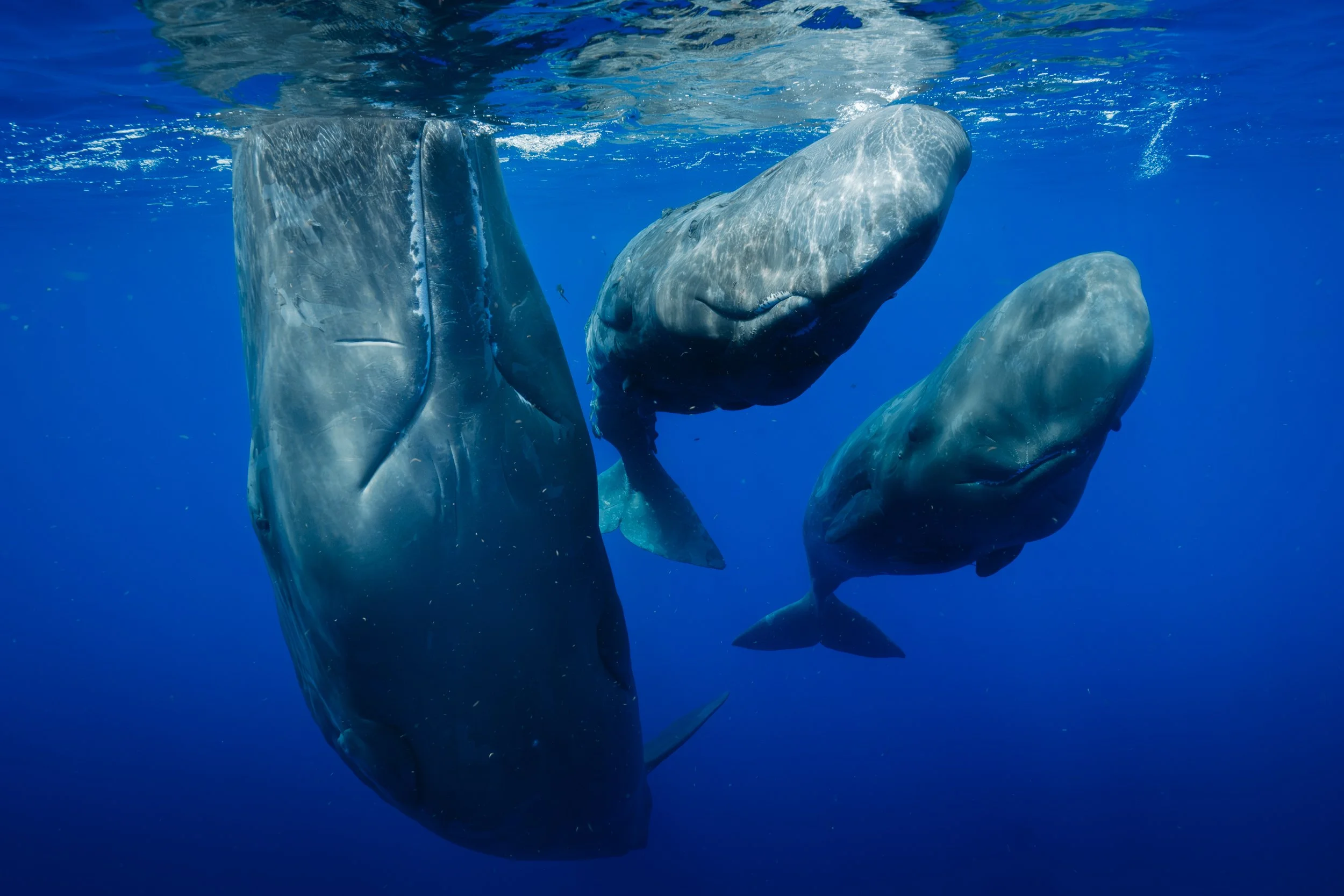 A professional underwater photo of a mother sperm whale with two calves just under the surface of the waters of Domonica.