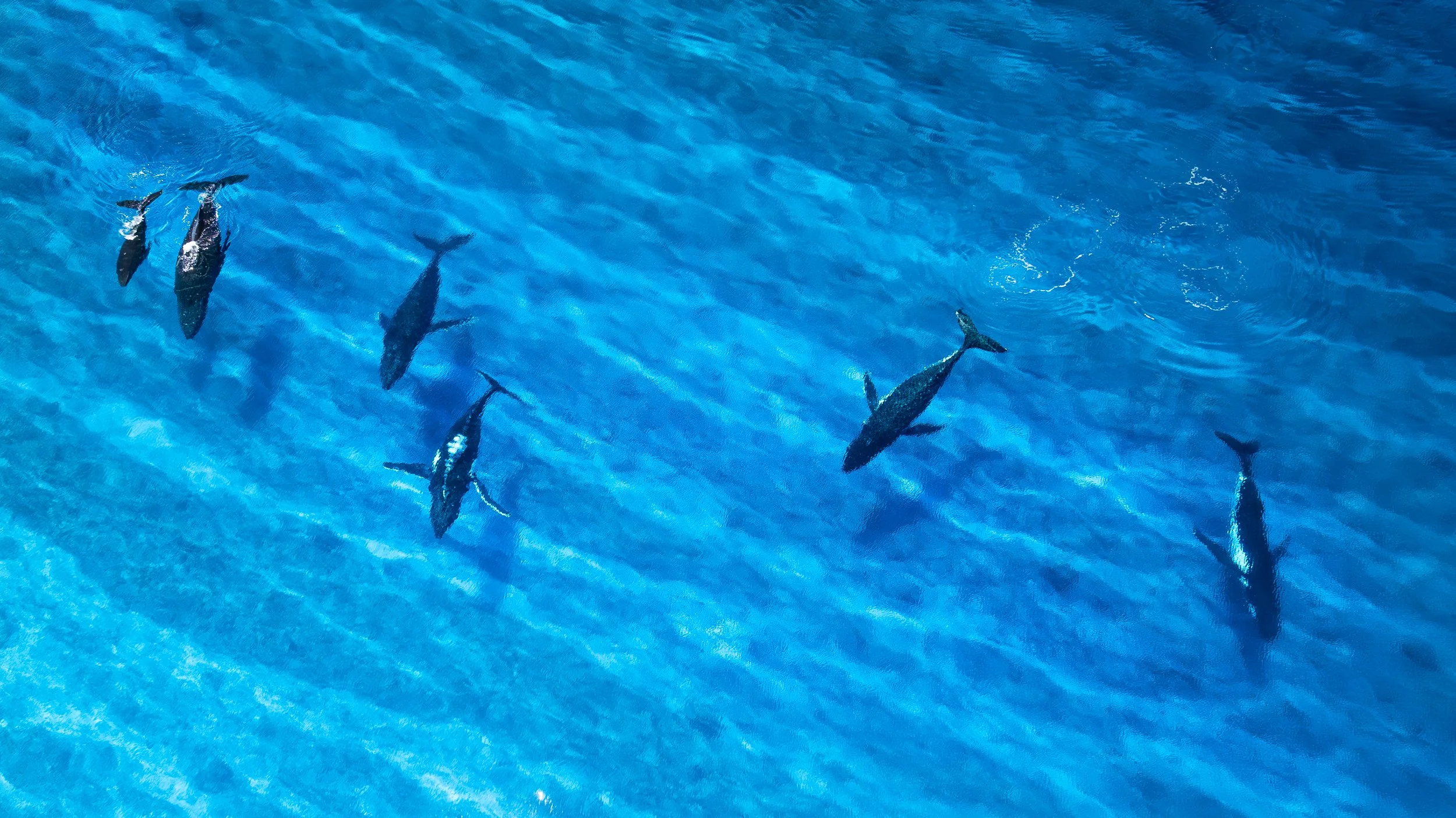 An aerial image of seven humpback whales swimming in clear blue ocean water over a coral reef in the South Pacific.