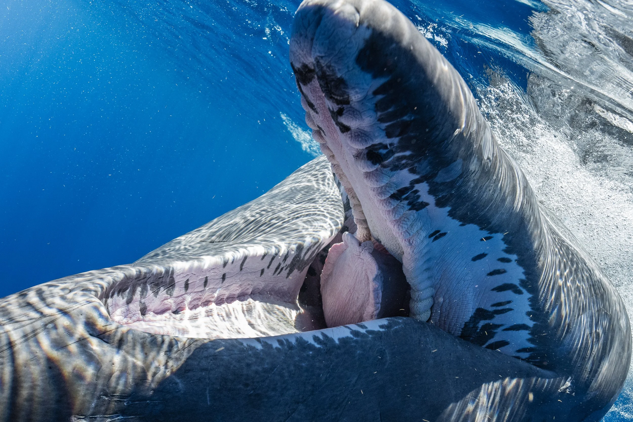 A juvenile sperm whale surfacing in the ocean with its mouth open, revealing the rubbery pucks where its teeth will eventually grow, used for catching giant squid.  In Domonica.
