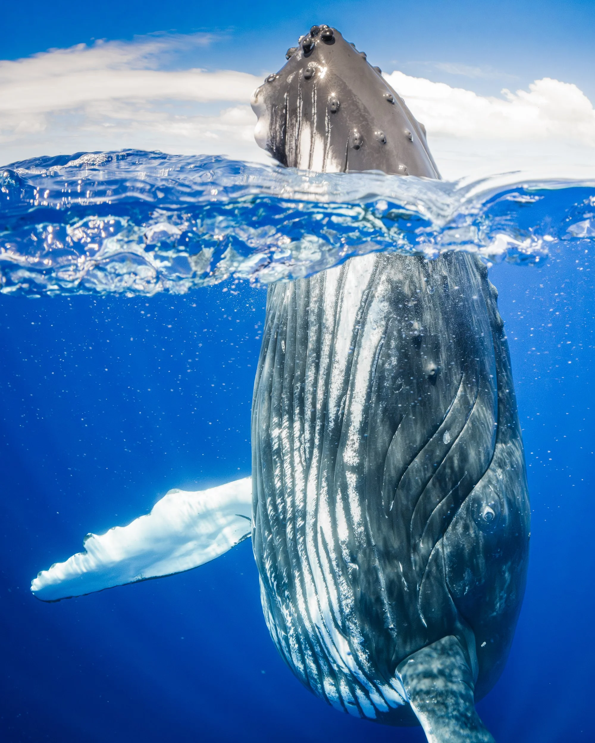 A humpback whale surfacing in the ocean, showing its head above water and tail submerged, with clear blue water and sky.