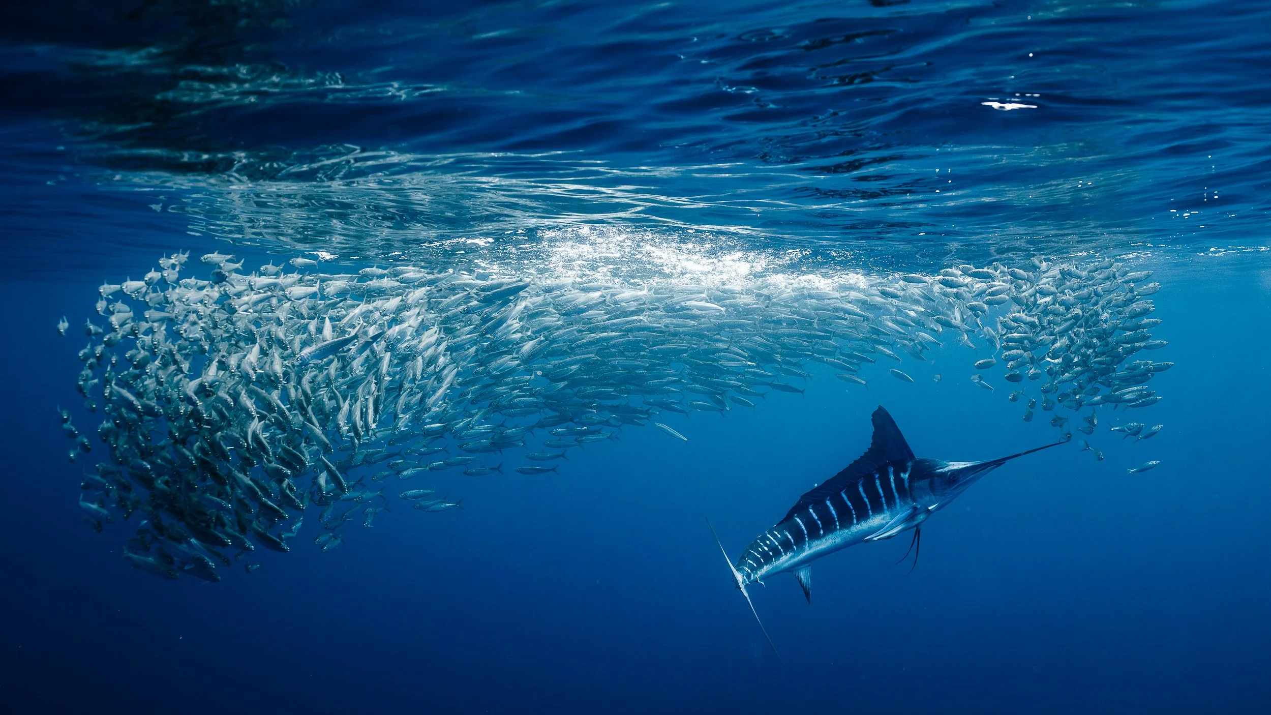A professional underwater photo of a a school of sardines swimming away from a striped marlin underwater in the ocean of Baja. 