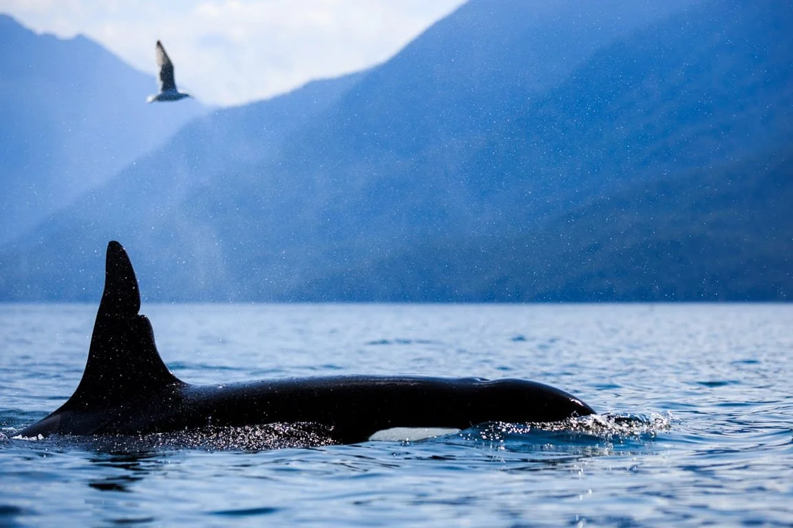 A orca (killer whale) breaching the surface as a seagull flies overhead.