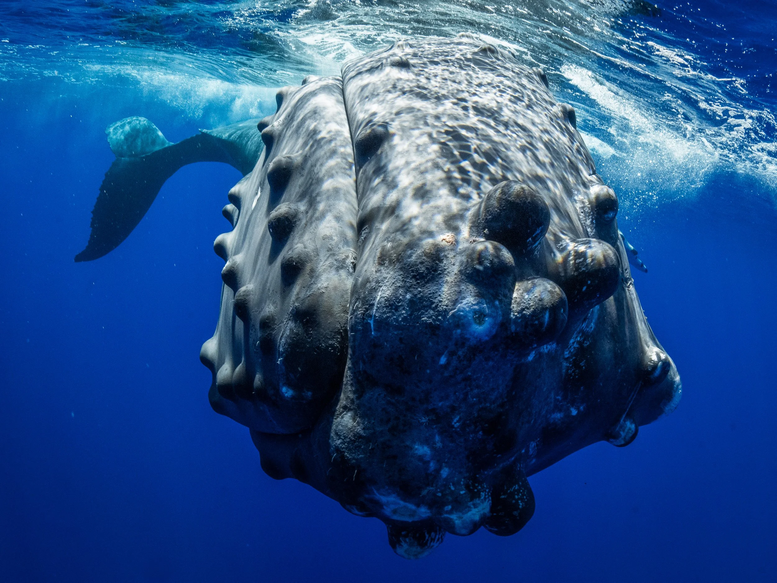 A colossal whale shark swimming underwater with a distinct head pattern, near the surface of the water.