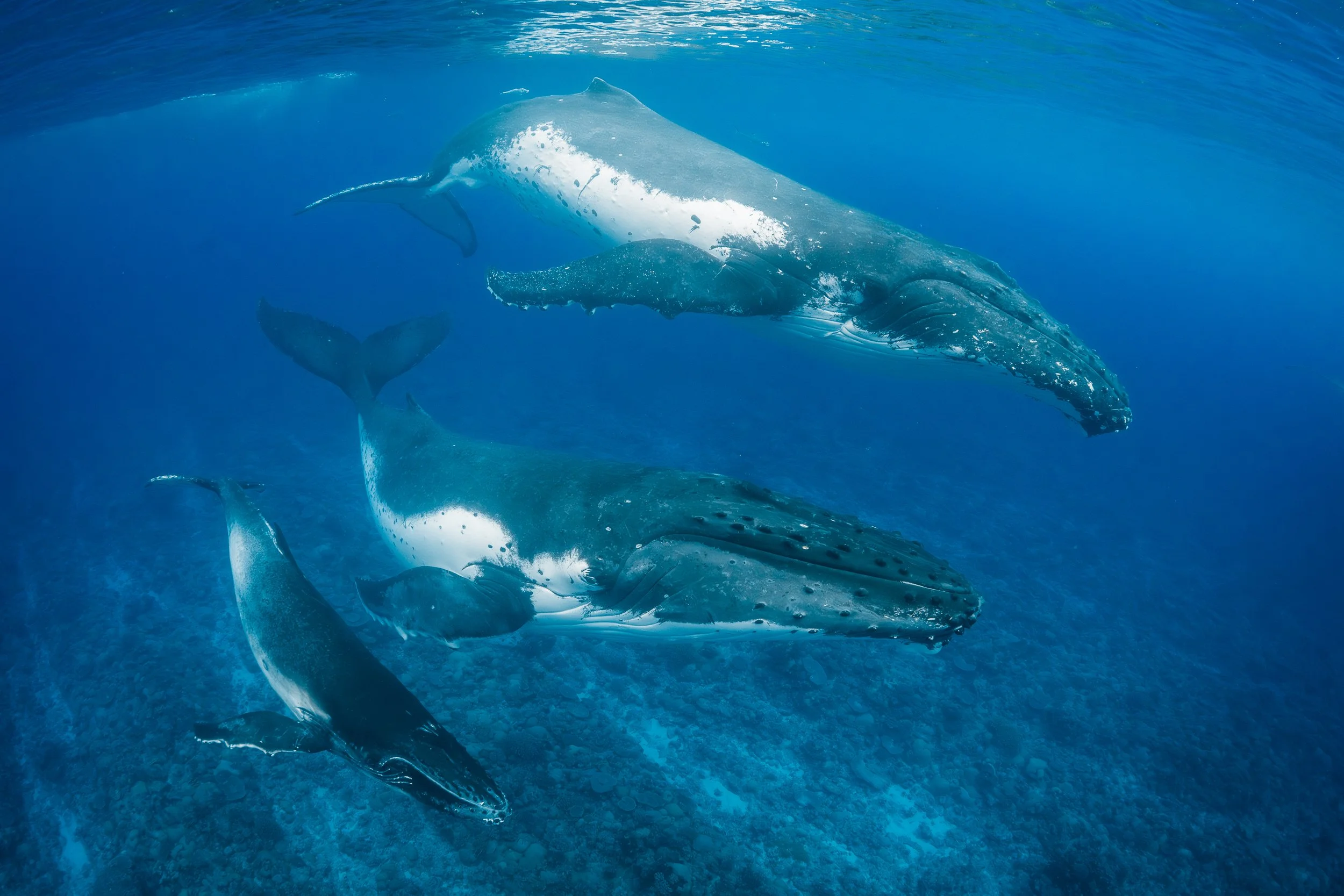 A group of whale sharks swimming underwater in the ocean.