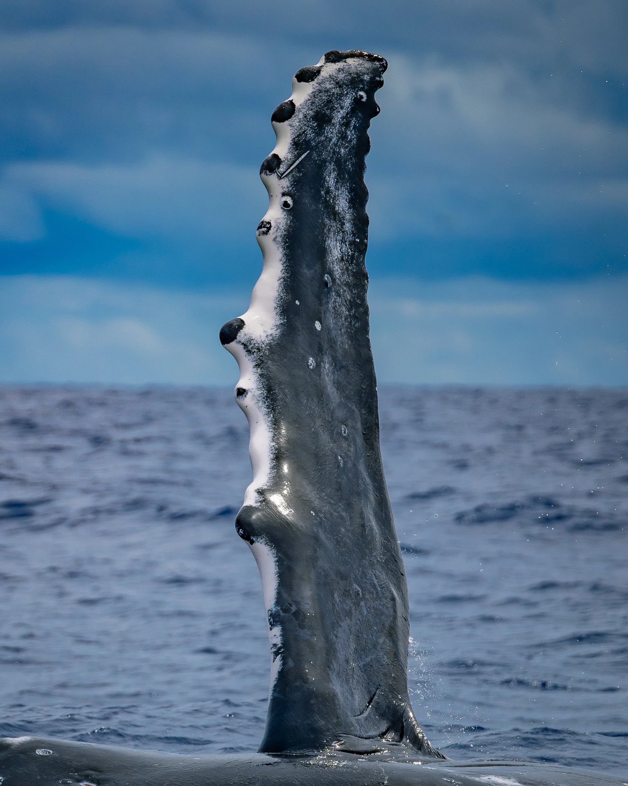 A whale's pectoral fin emerges from the ocean with a cloudy sky in the background.