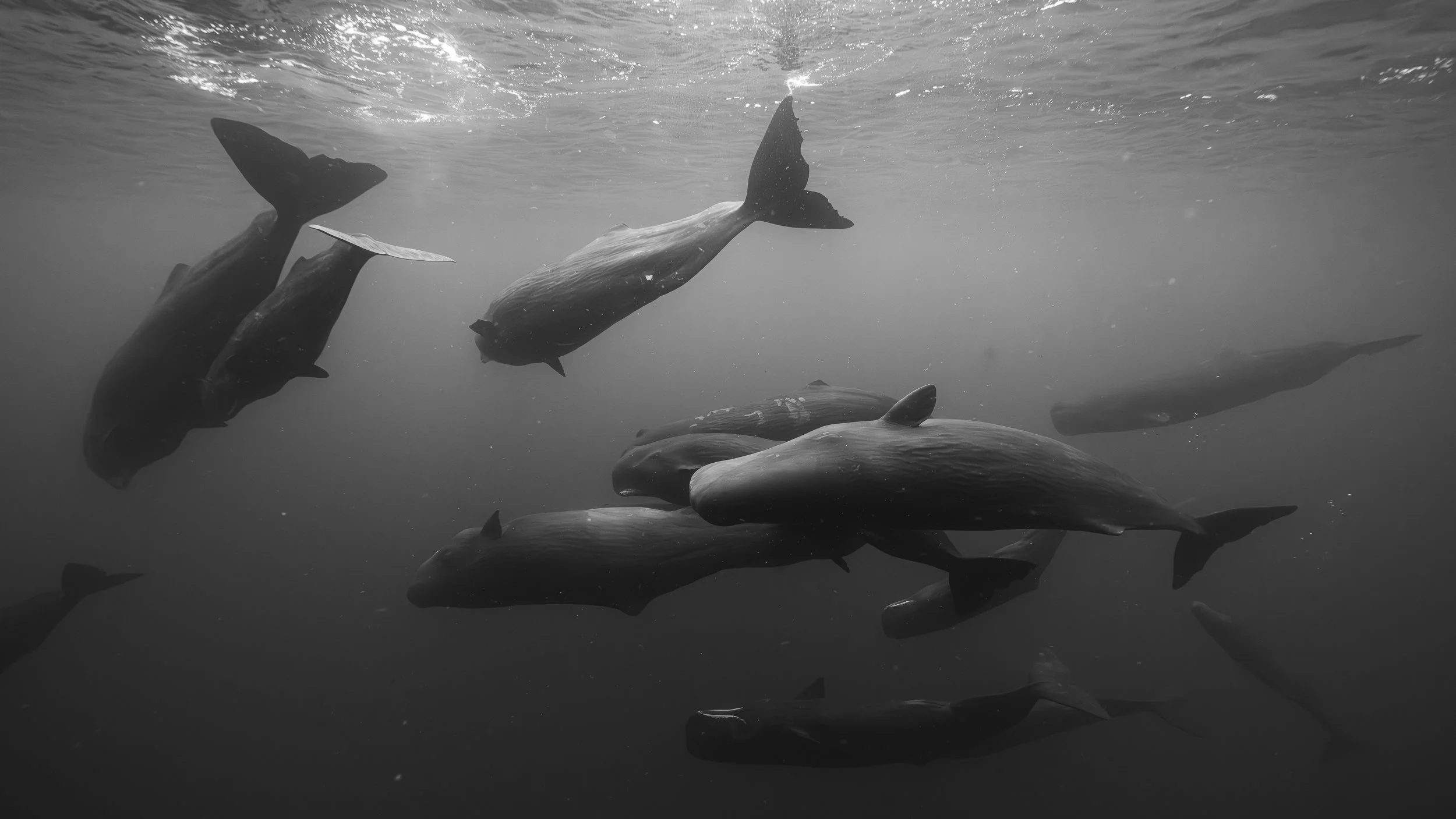 Underwater grayscale photo of a group of dolphins swimming.