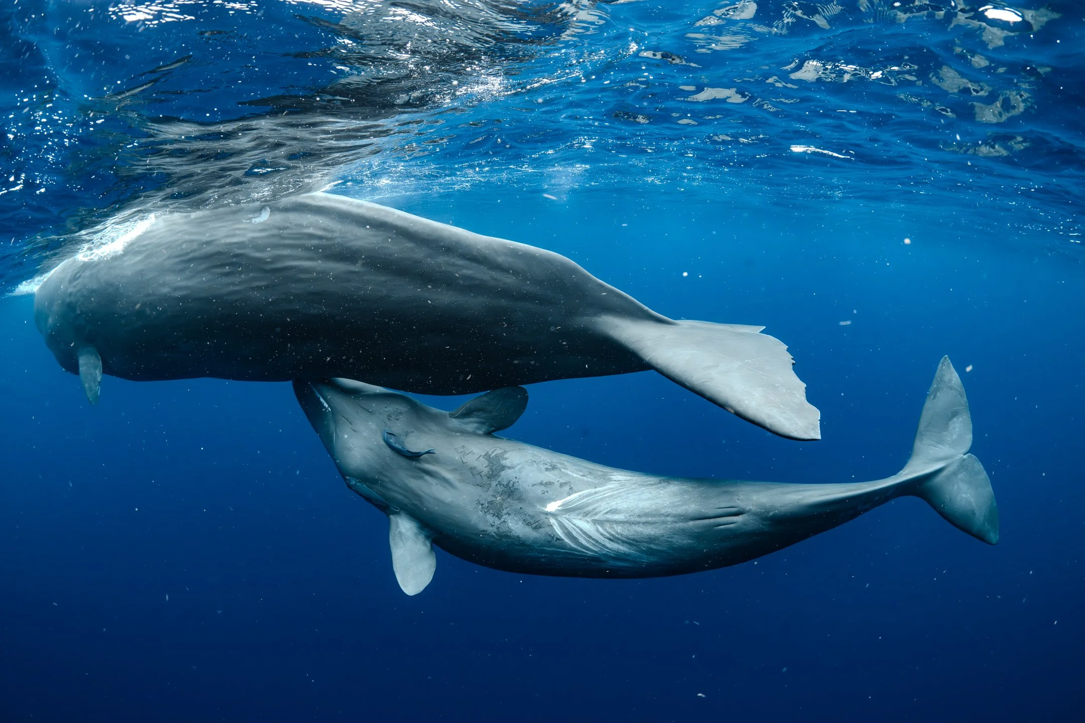 Sigma_15mm_Diagnal fishey_ Deliverables -13.jpg