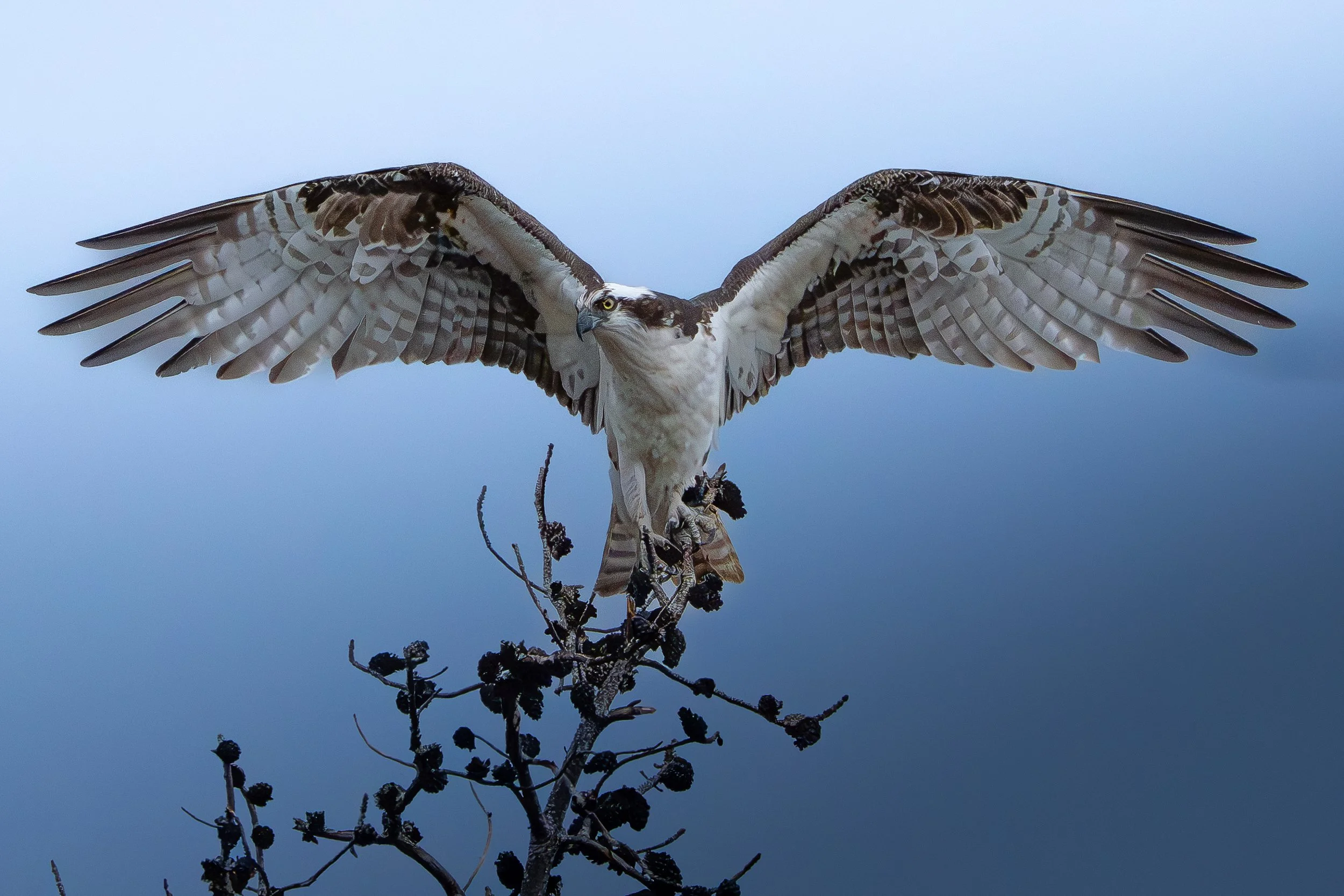 Osprey bird landing on a branch with wings spread.