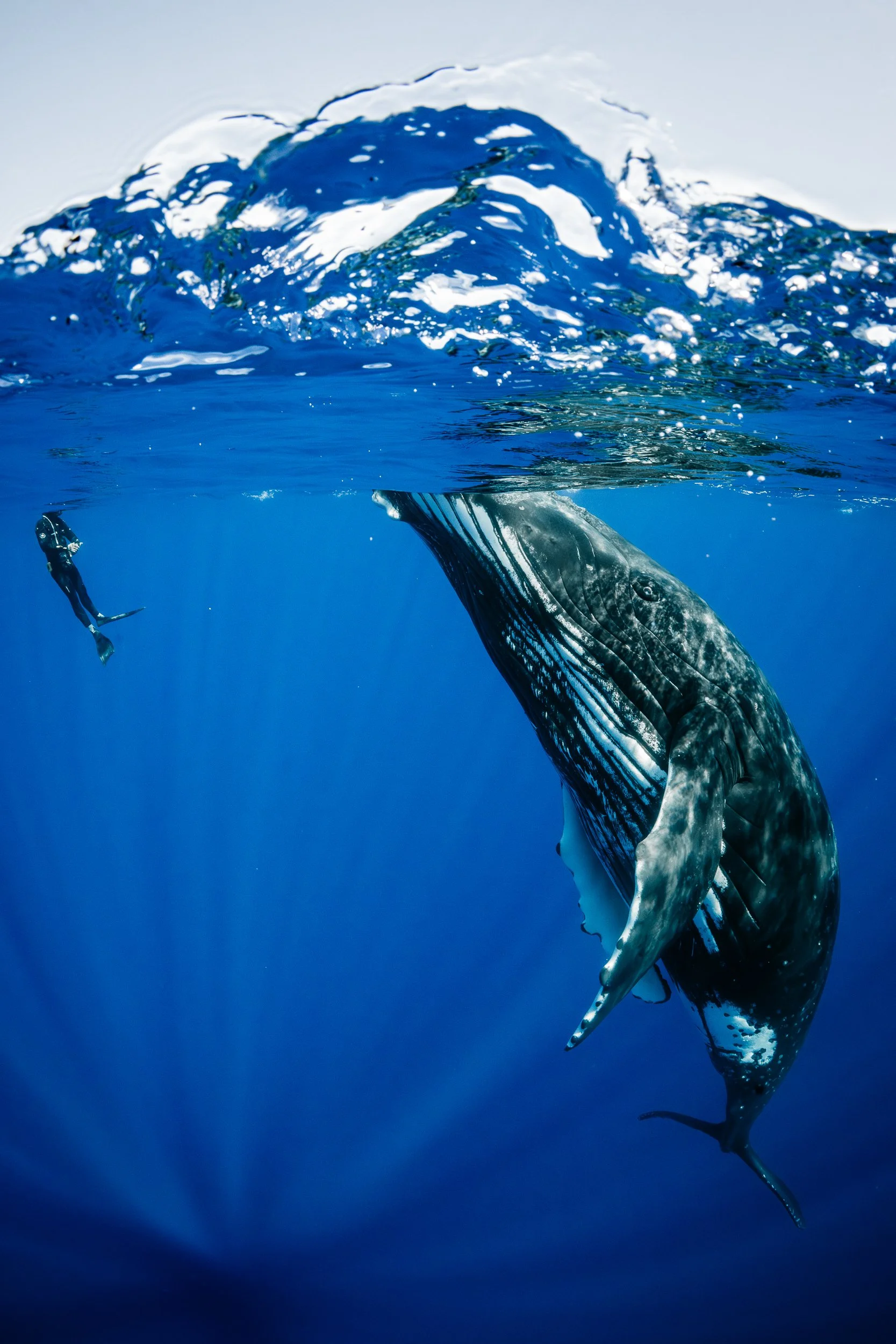 A whale surfacing in the ocean with a fish swimming nearby.