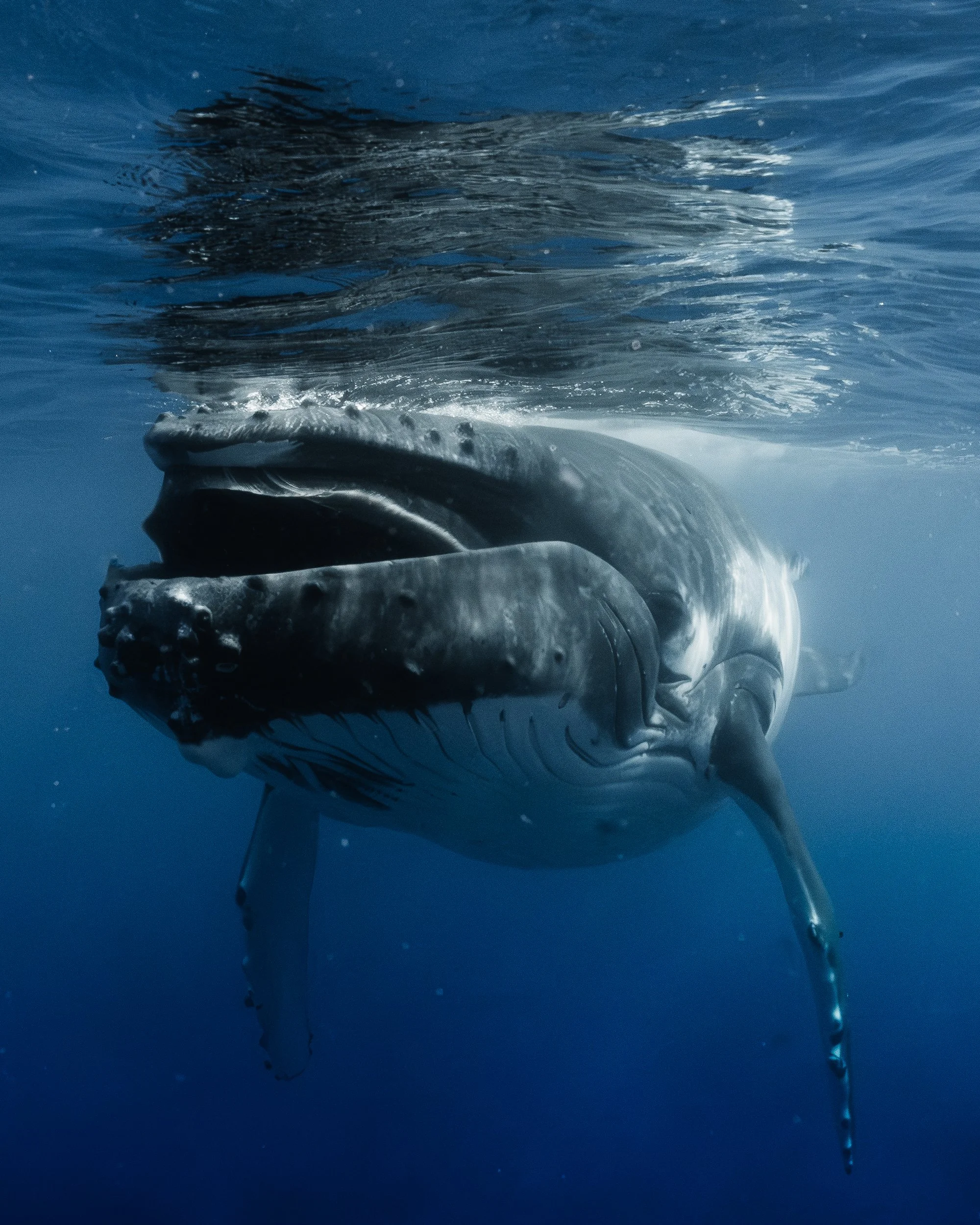 A professional underwater photo of a humpback whale swimming with its mouth open, showing its baleen plates in the ocean of French Polynesia, taken for a Whale conservation nonprofit and NGO.
