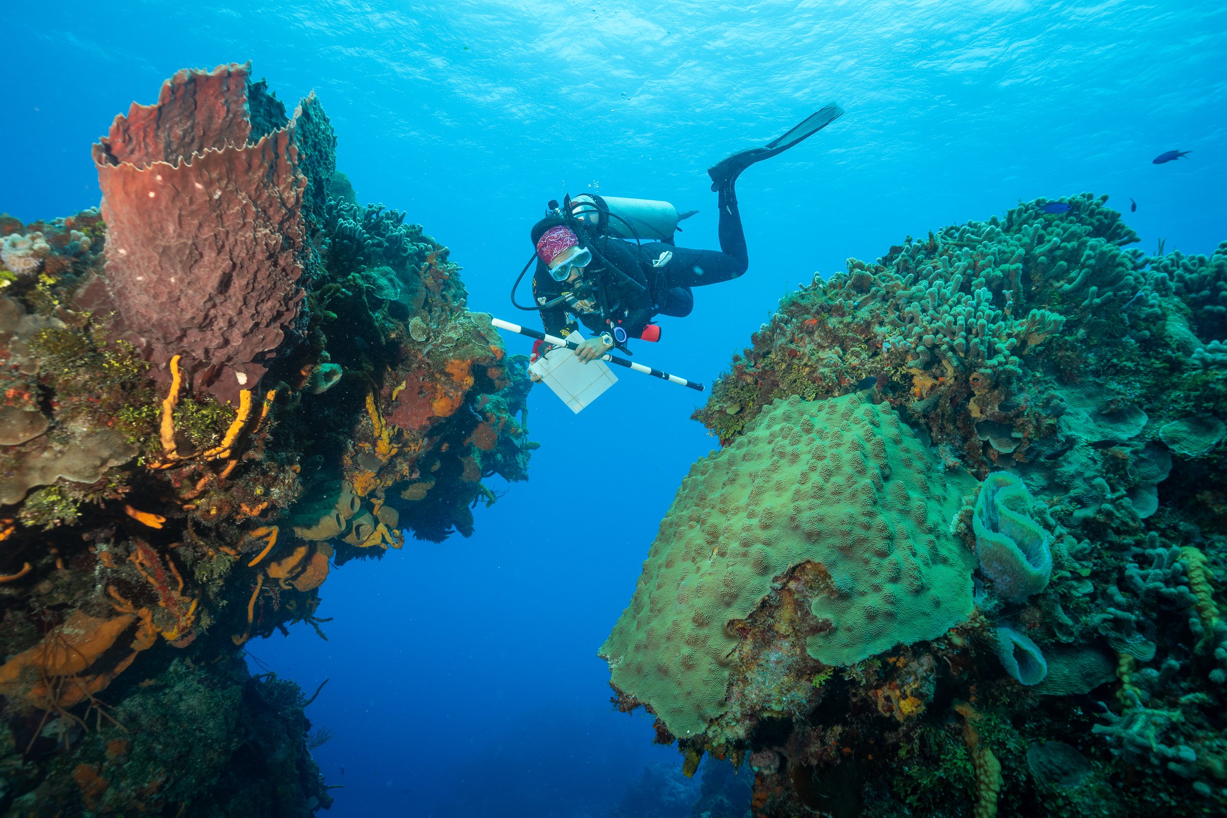 A professional underwater photo of a marine biologist, or a Coral Reef Scientist for Coral Reef Alliance, scuba diving, and surveying a vibrant coral reef with colorful sponges and aquatic life in Cozumel, Mexico.