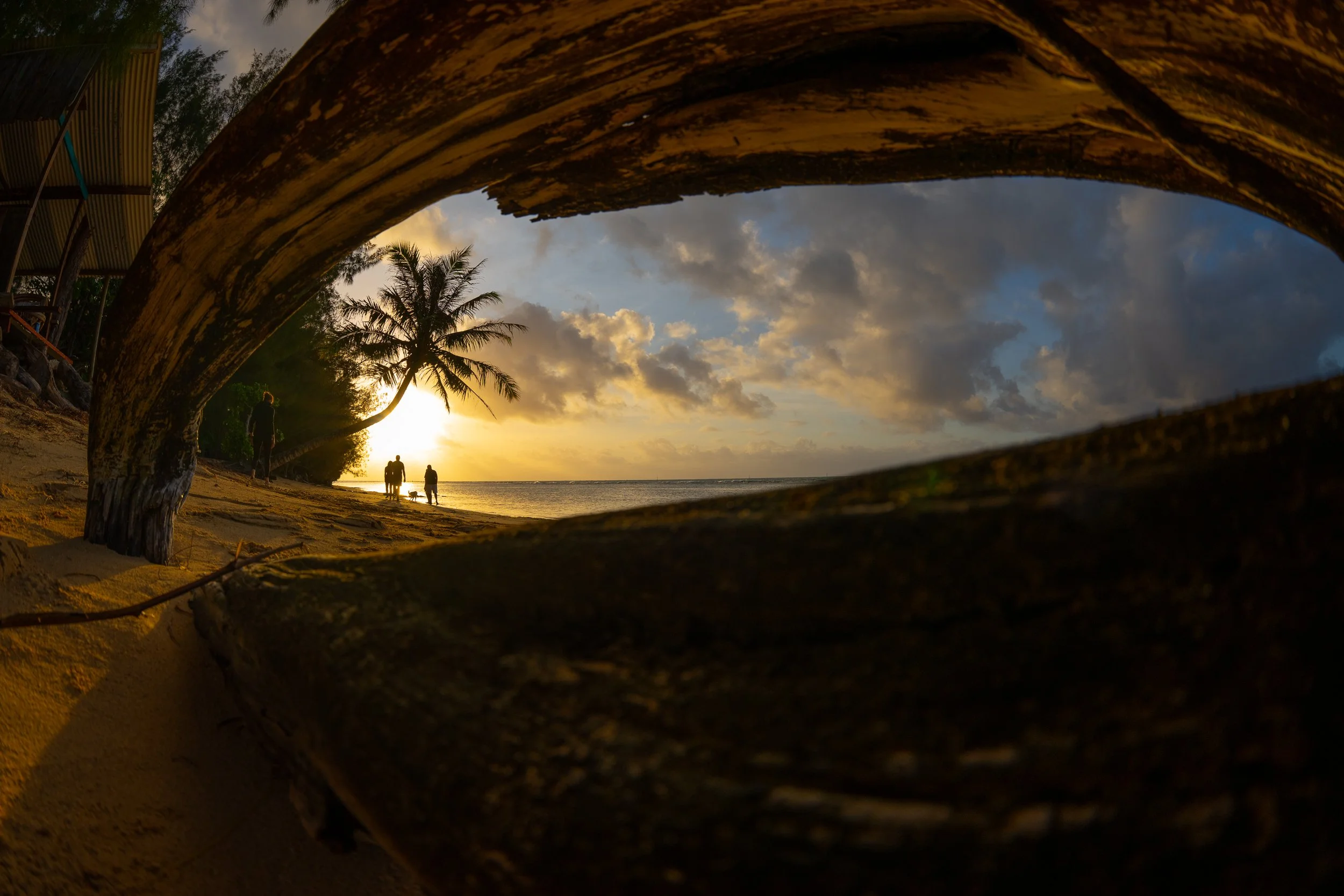 a Cinematic image taken form a SIGMA 15mm 1.4 Diagnal Fisheye lens of a Sunset on a beach seen through the trunk of a fallen tree, with silhouettes of palm trees and three people walking along the shore.