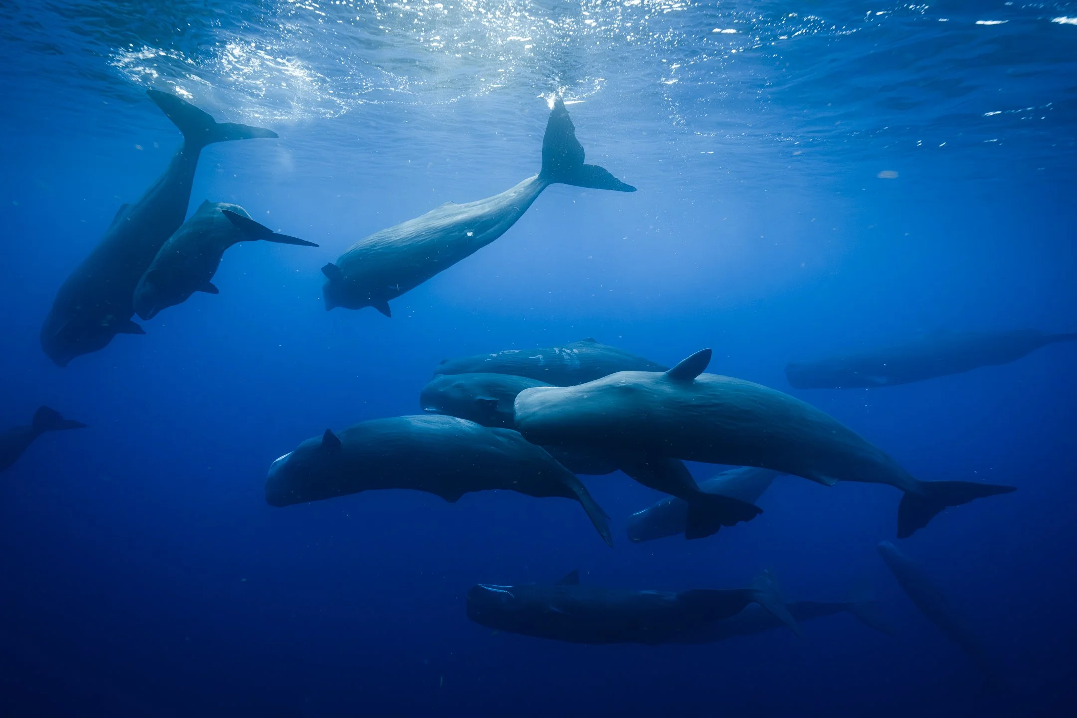 Aquatic_Life_ megapod_2-1.jpg