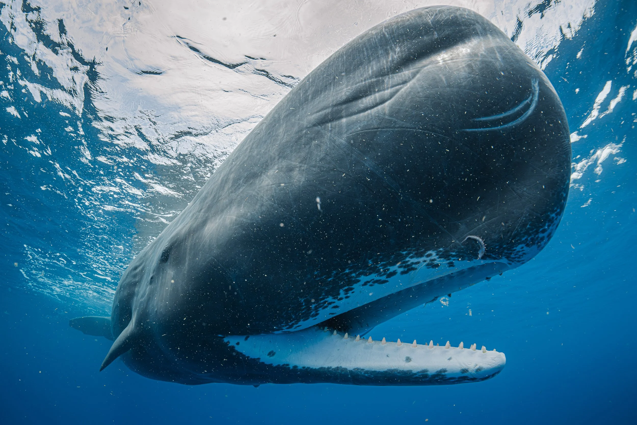 A professional underwater photo of a large sperm whale surfacing underwater with its mouth open, showing its conical teeth made for catching squid. There's a small squid tentacle hanging off its upper jaw in the waters of Domonica. NGO, Noneprofit