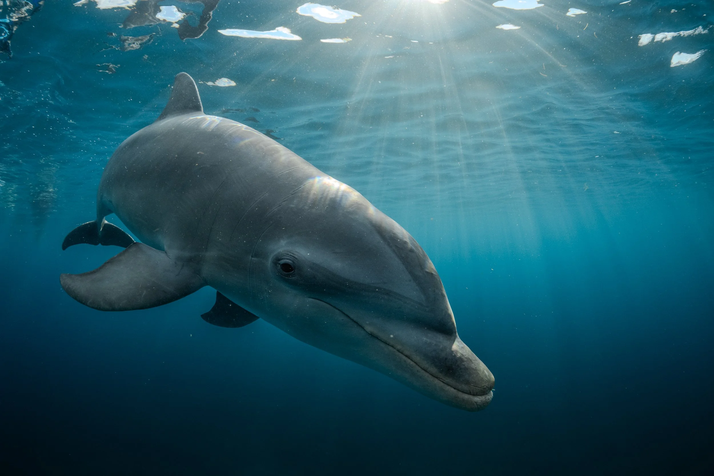 An underwater photograph of a bottlenose dolphin swimming with sunlight filtering from above.