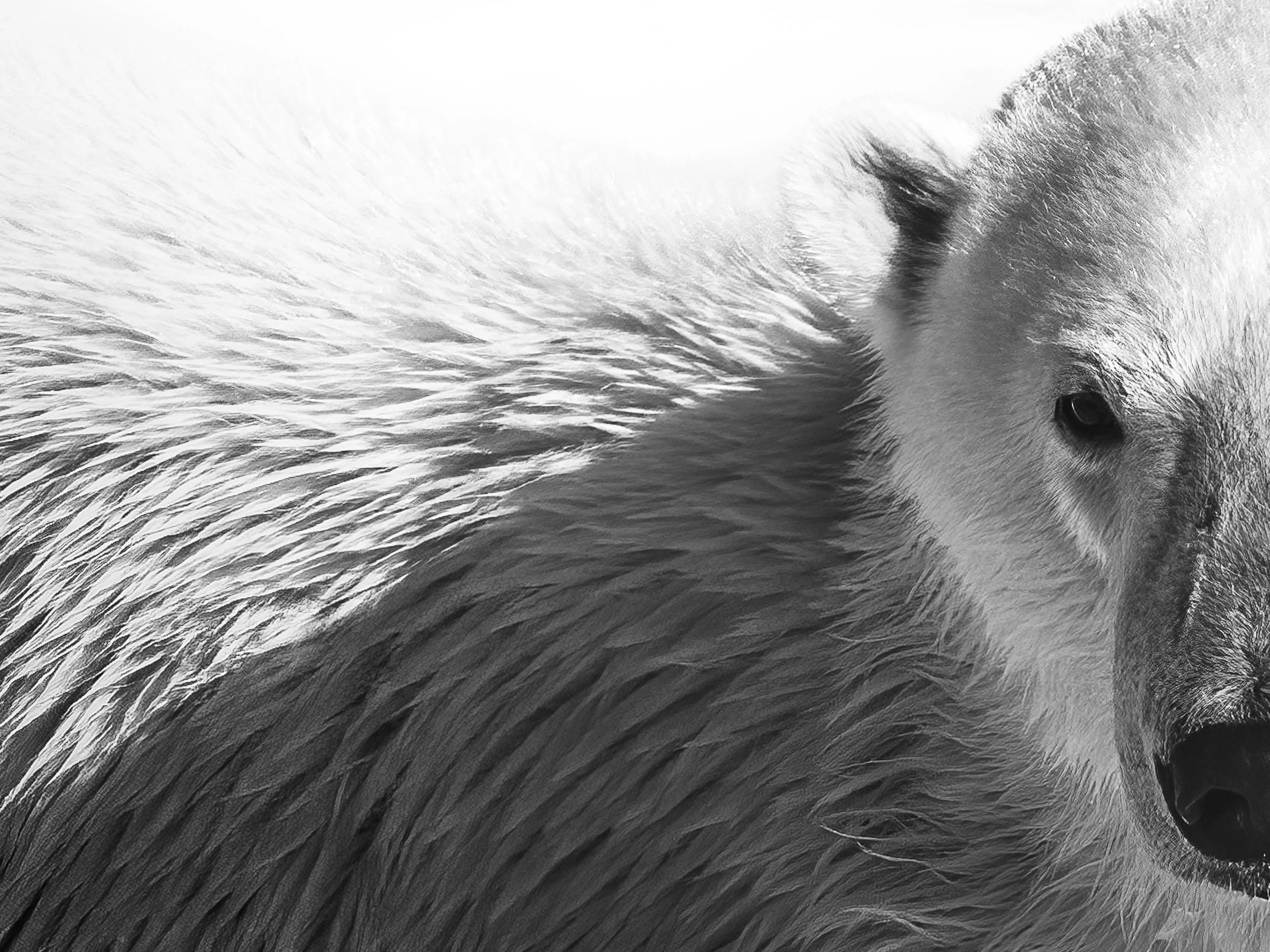 A professional wildlife photo Close-up black and white photo of a Polar bear and fur, with the Polar bear looking at the camera. Taken on the SIGMA 300-600mm f/4 DG OS Sports Lens (Sony E) in Svalbard Norway. 