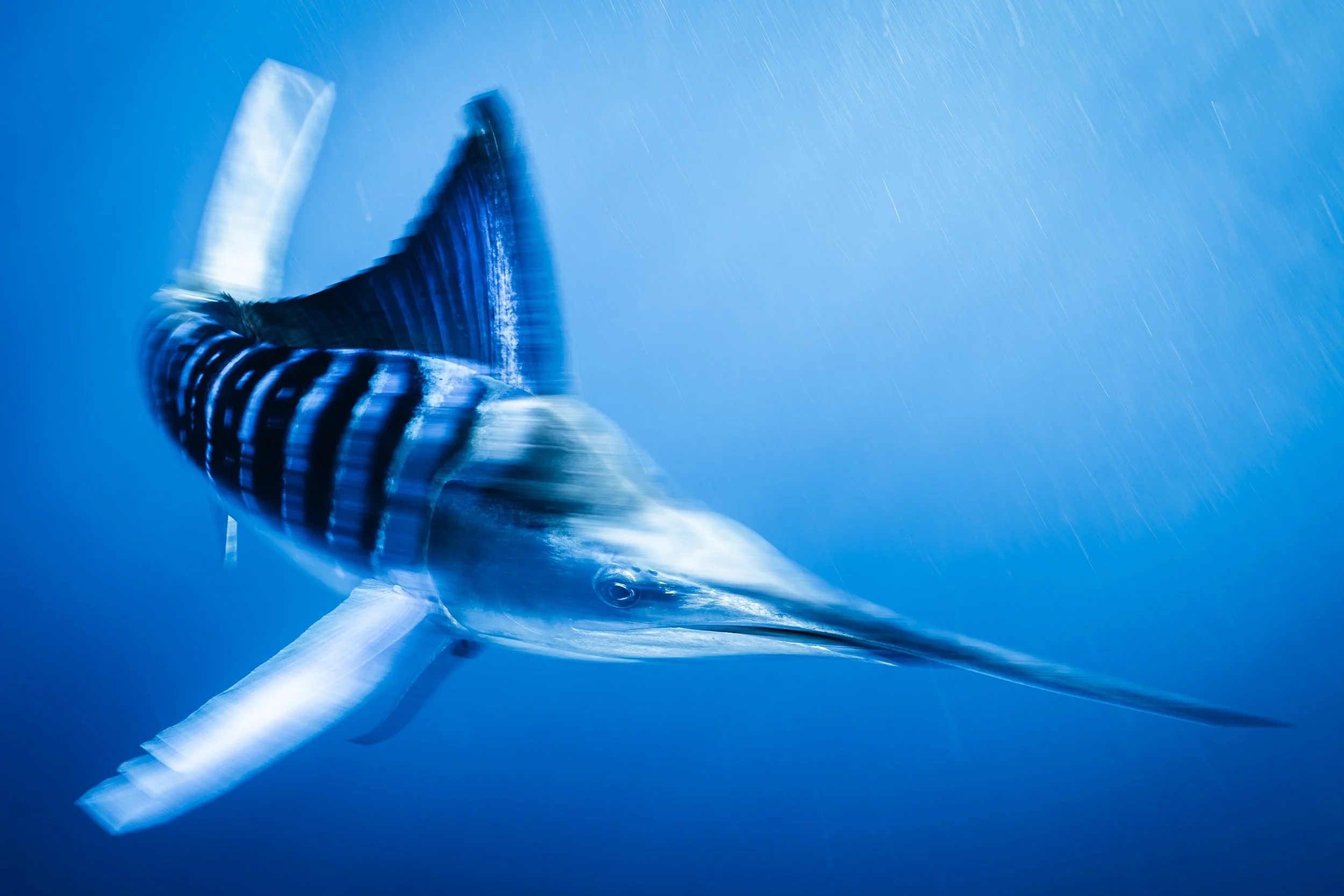 A professional underwater photo of a marlin fish with a long, pointed beak swimming in blue water during the sardine run in the Sea of Cortez.