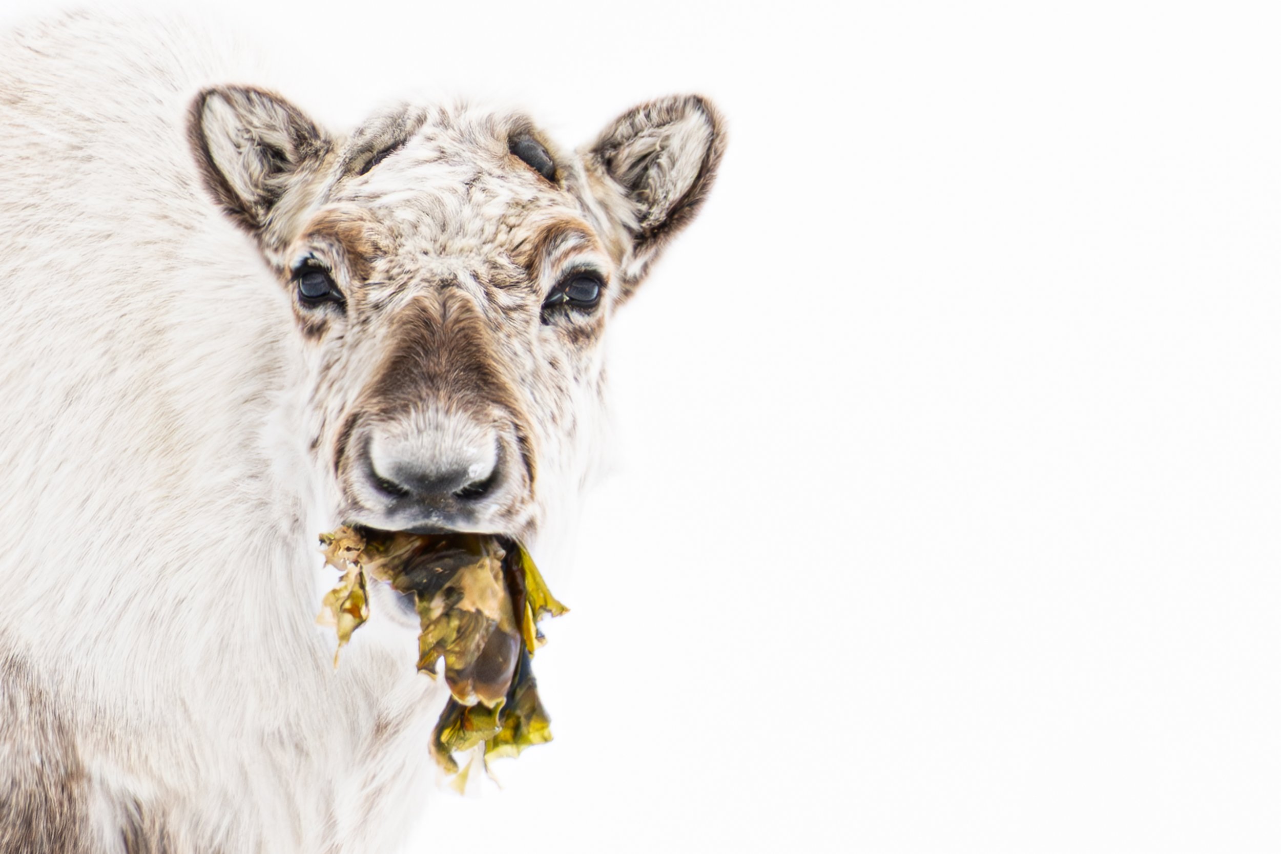 Close-up of a Svalbard, Norway, Female Reindeer eating kelp against a white background.