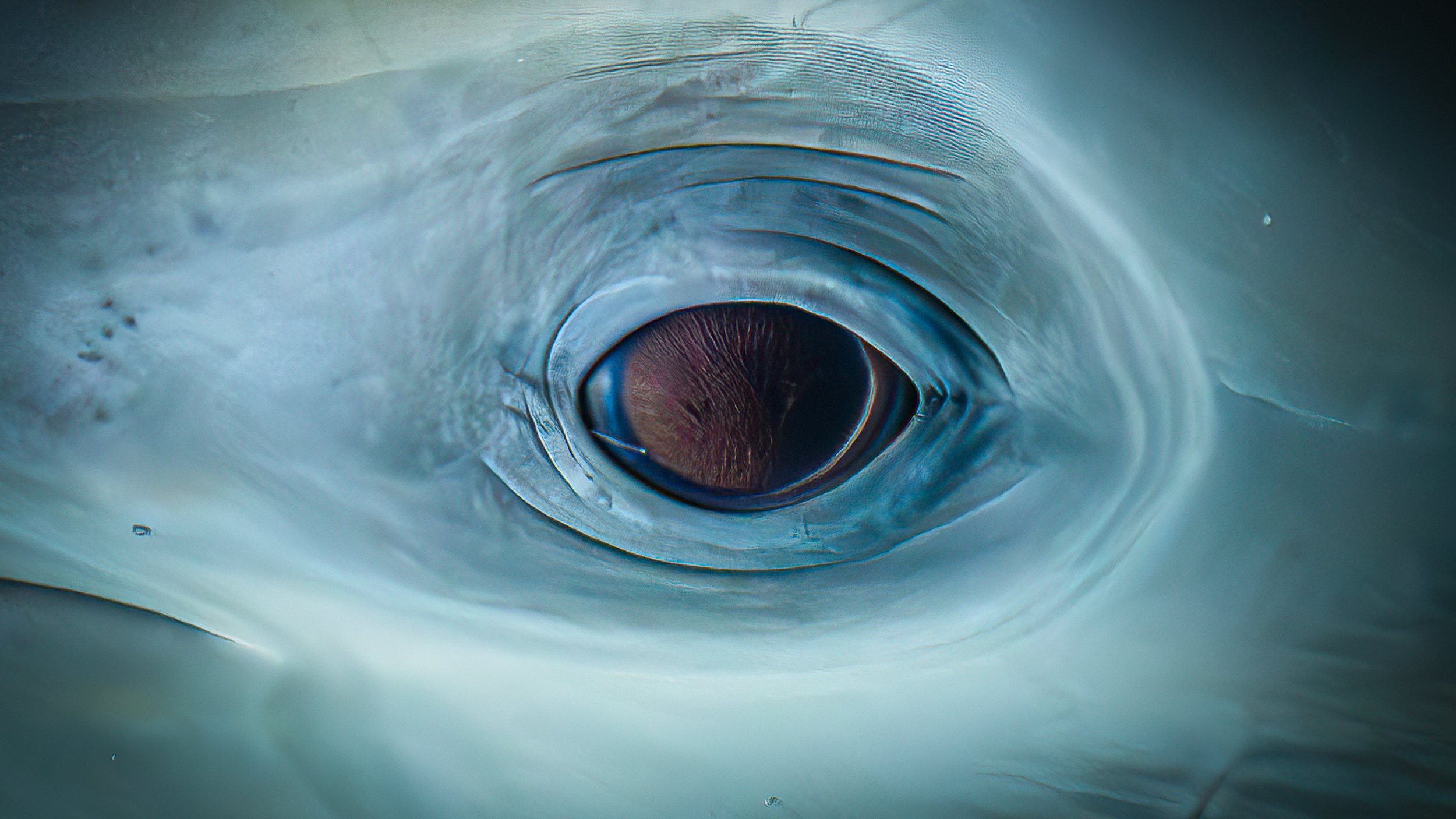A professional underwater Close-up of a bottlenose dolphin eye with a reflection of its surroundings visible inside the eye in the waters of Domonica; 