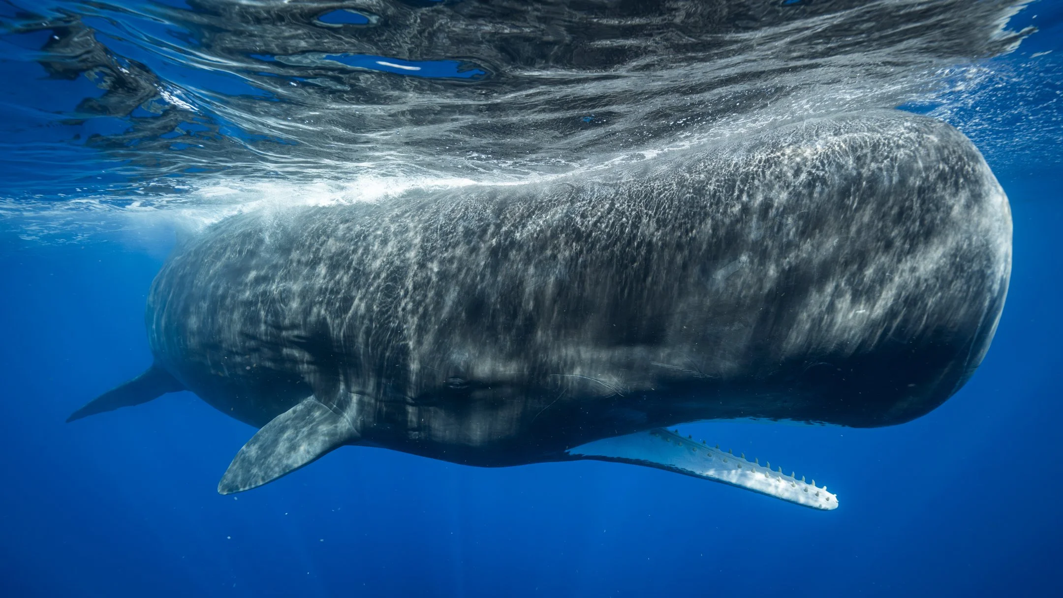 opening the can-1.jpg