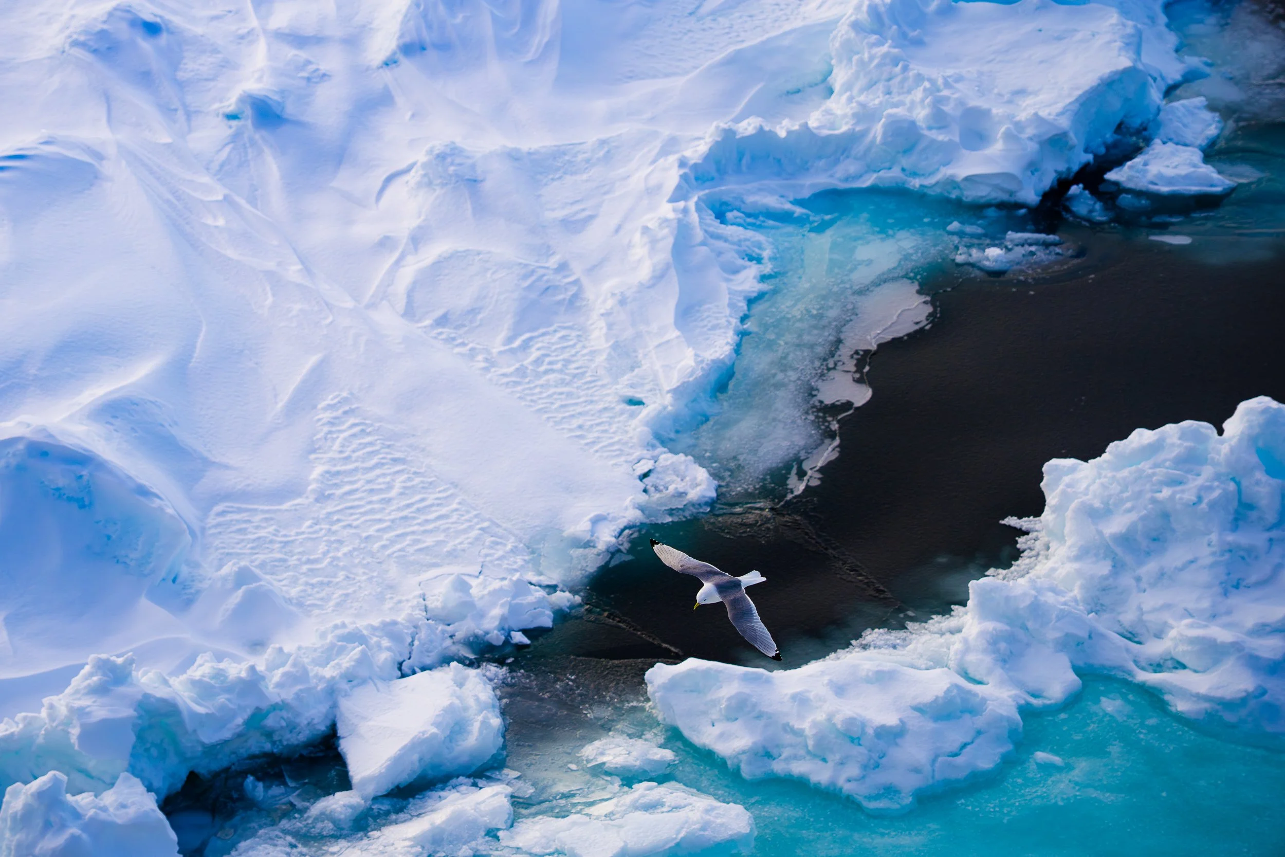 A seagull flying over icy Arctic waters near a large piece of floating ice.