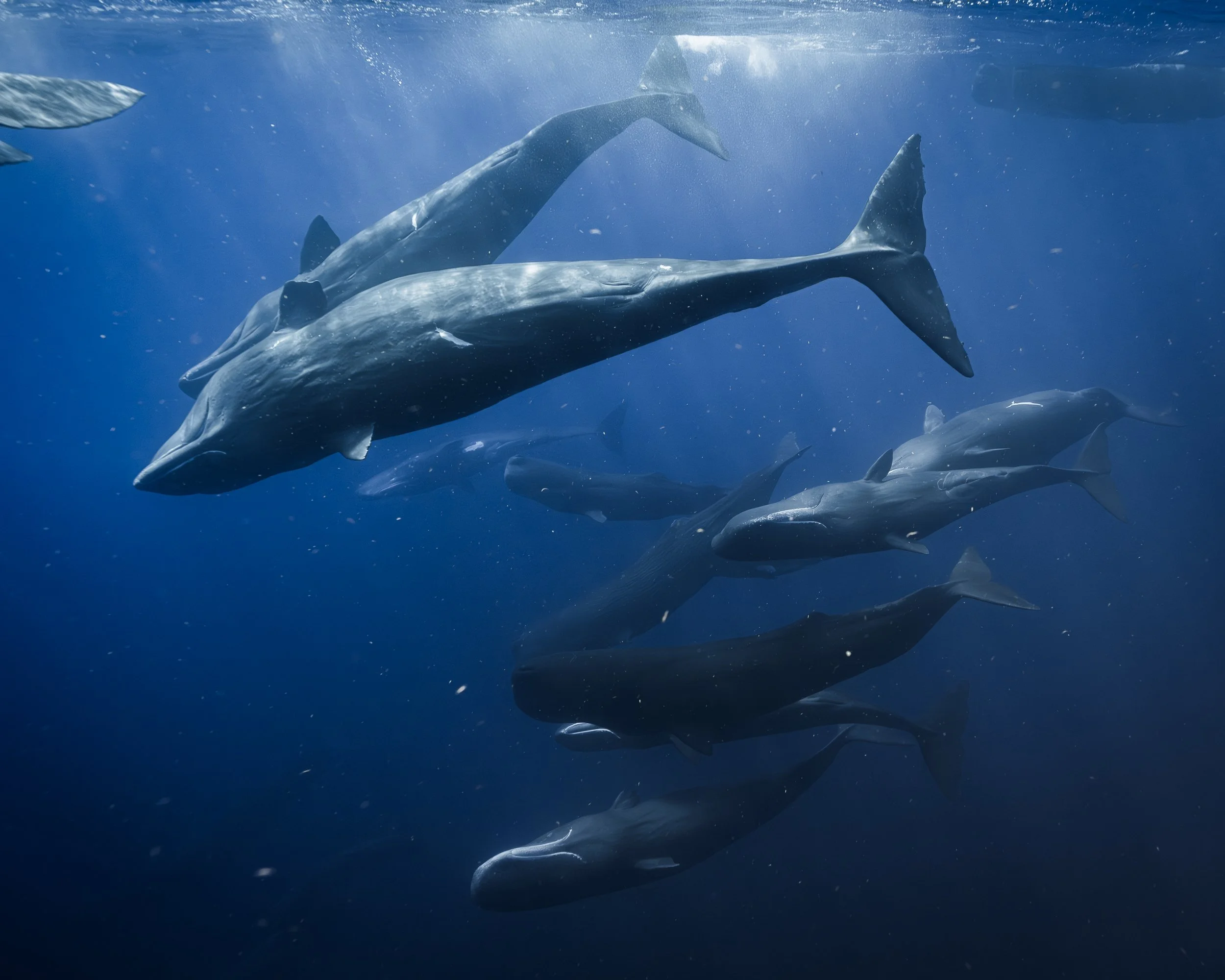 A professional underwater photo super pod (over 10) of sperm whales swimming together in a mating event in the waters of Domonica