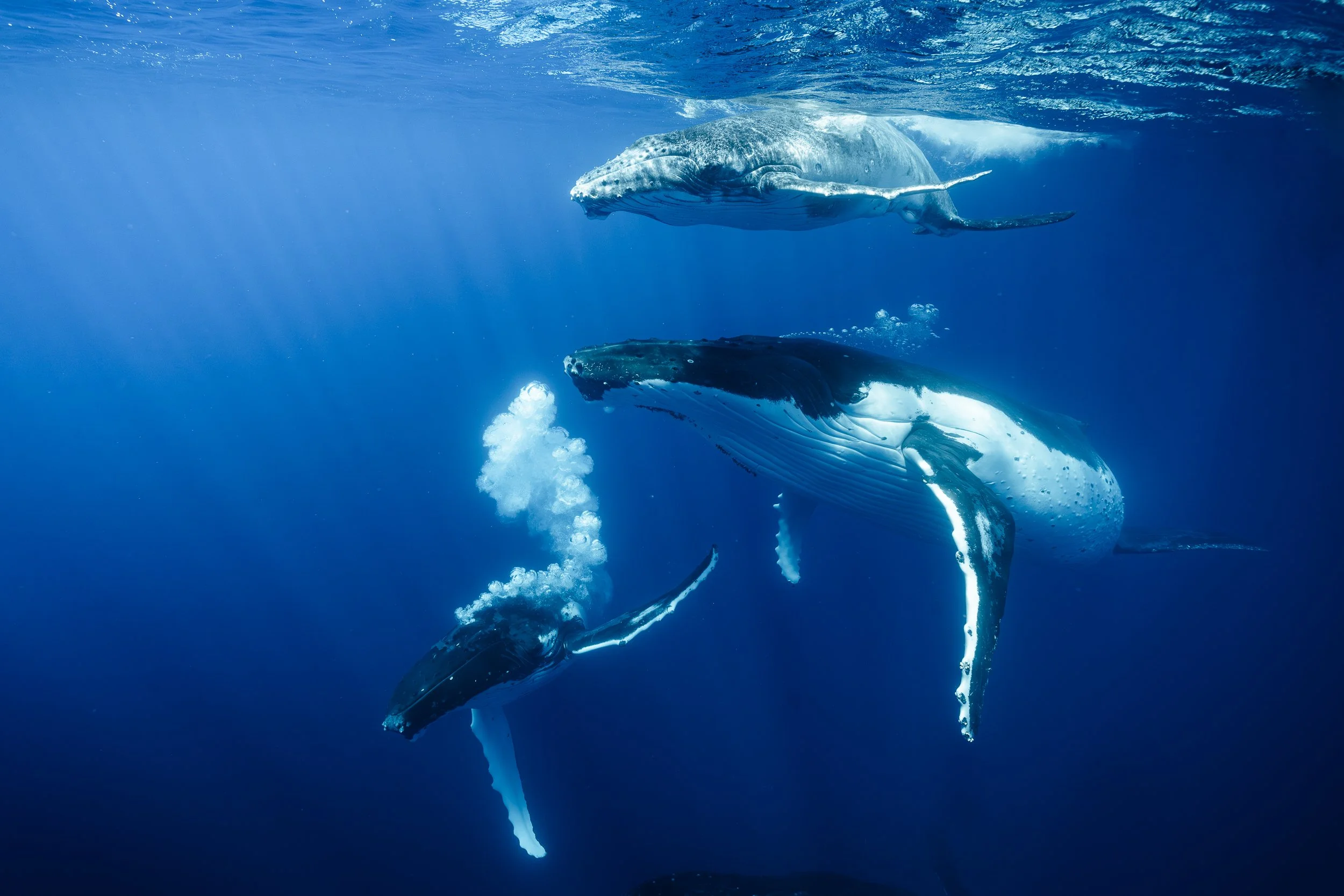 An Underwater photo of Three humpback whales swimming in the blue waters of French Polynesia with light streaks penetrating the water from the sun. One whale is exhaling and creating a bubble net.