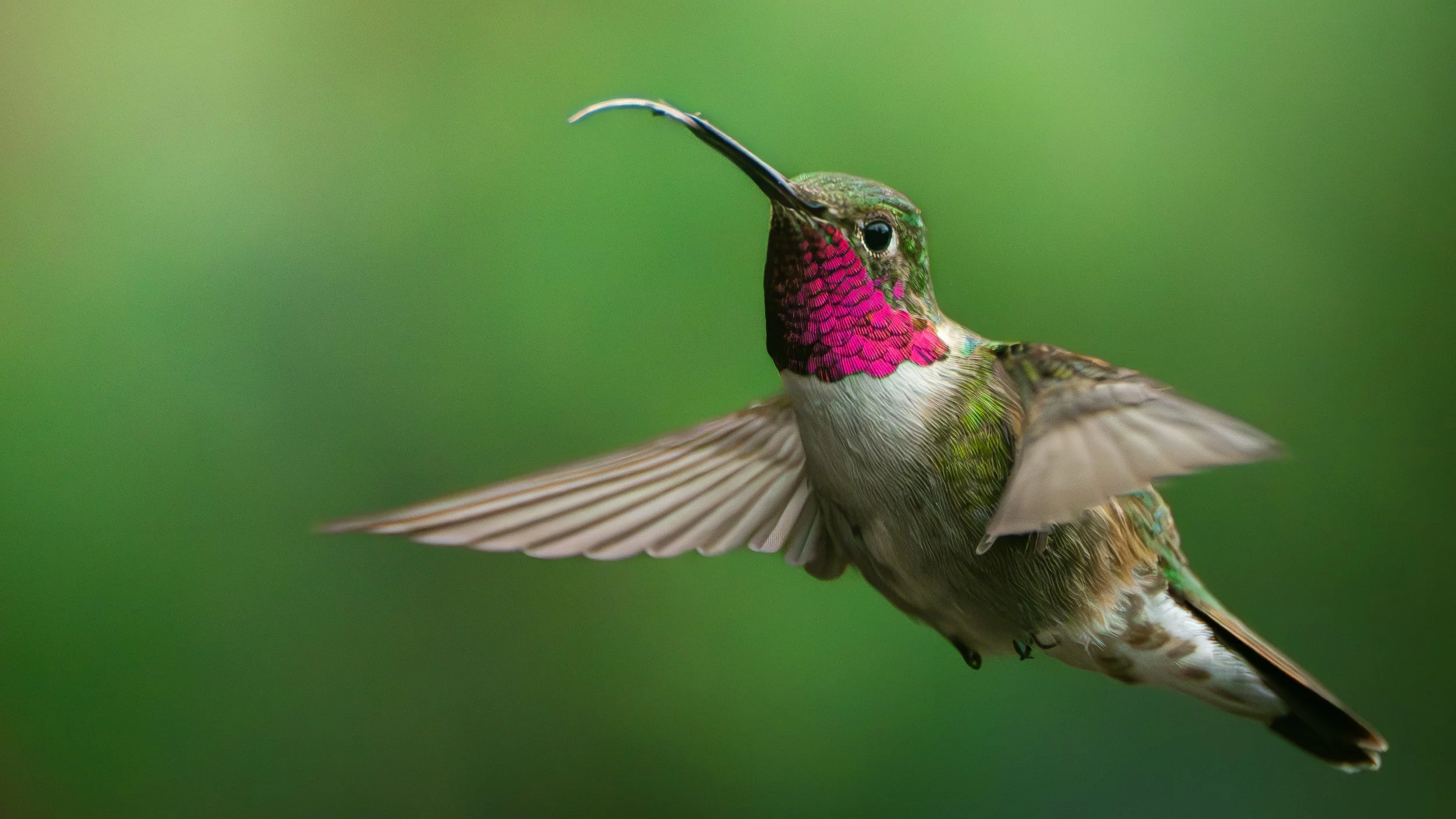 A colorful hummingbird in flight with a green blurred background.