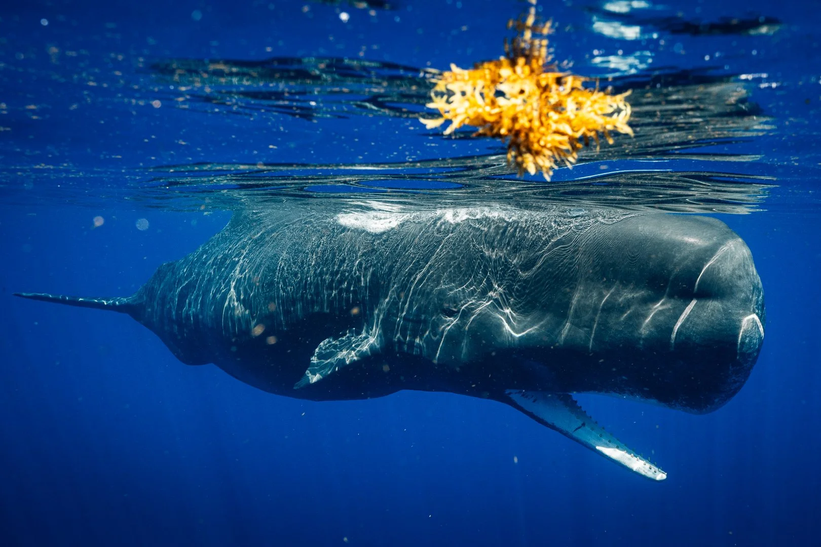 pinchie mouth open-1.jpg