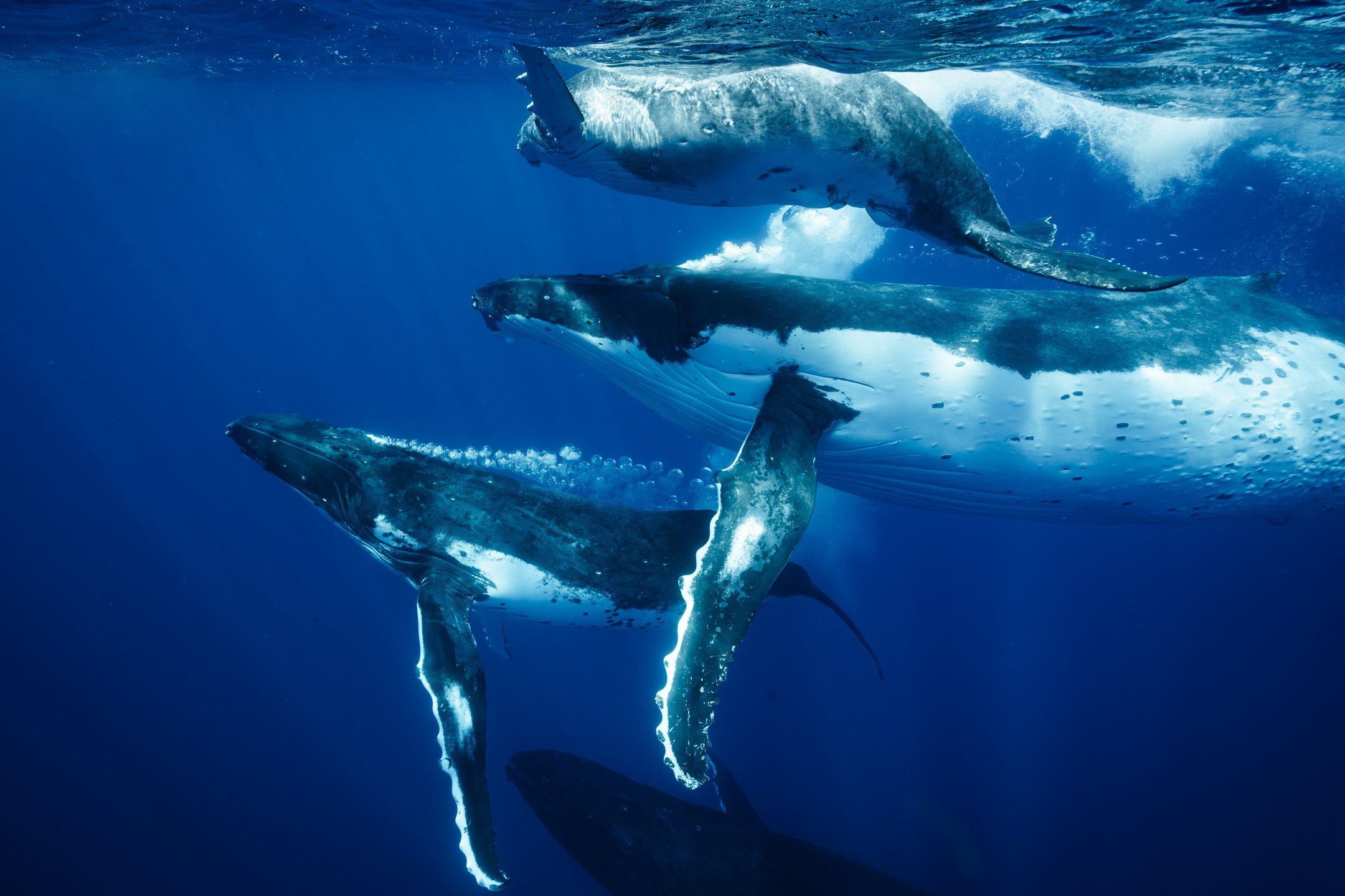 Kellon Spencer_ Sigma_14mm_1.4_Pacific_over under-17.jpg