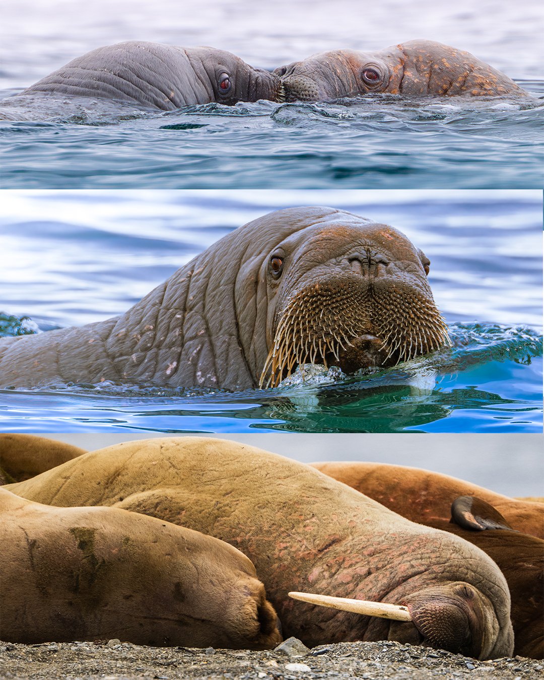 Three images of Walrus: the top image shows two kissing walrus in the water, the middle image shows a walrus with prominent tusks and whiskers swimming in water, and the bottom image shows a group of walruses resting on a rocky shoreline.