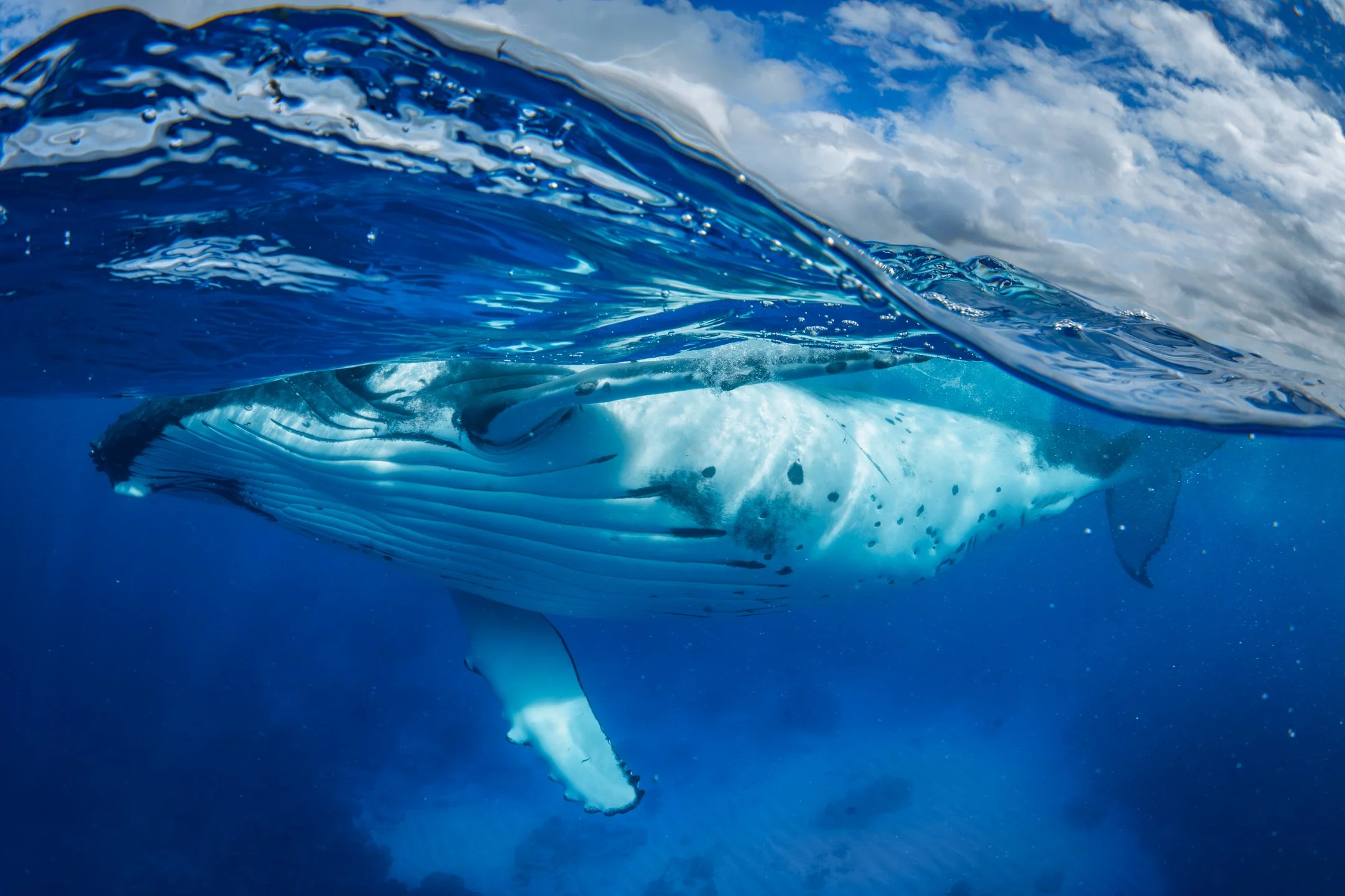 best shot kakkee-1.jpg