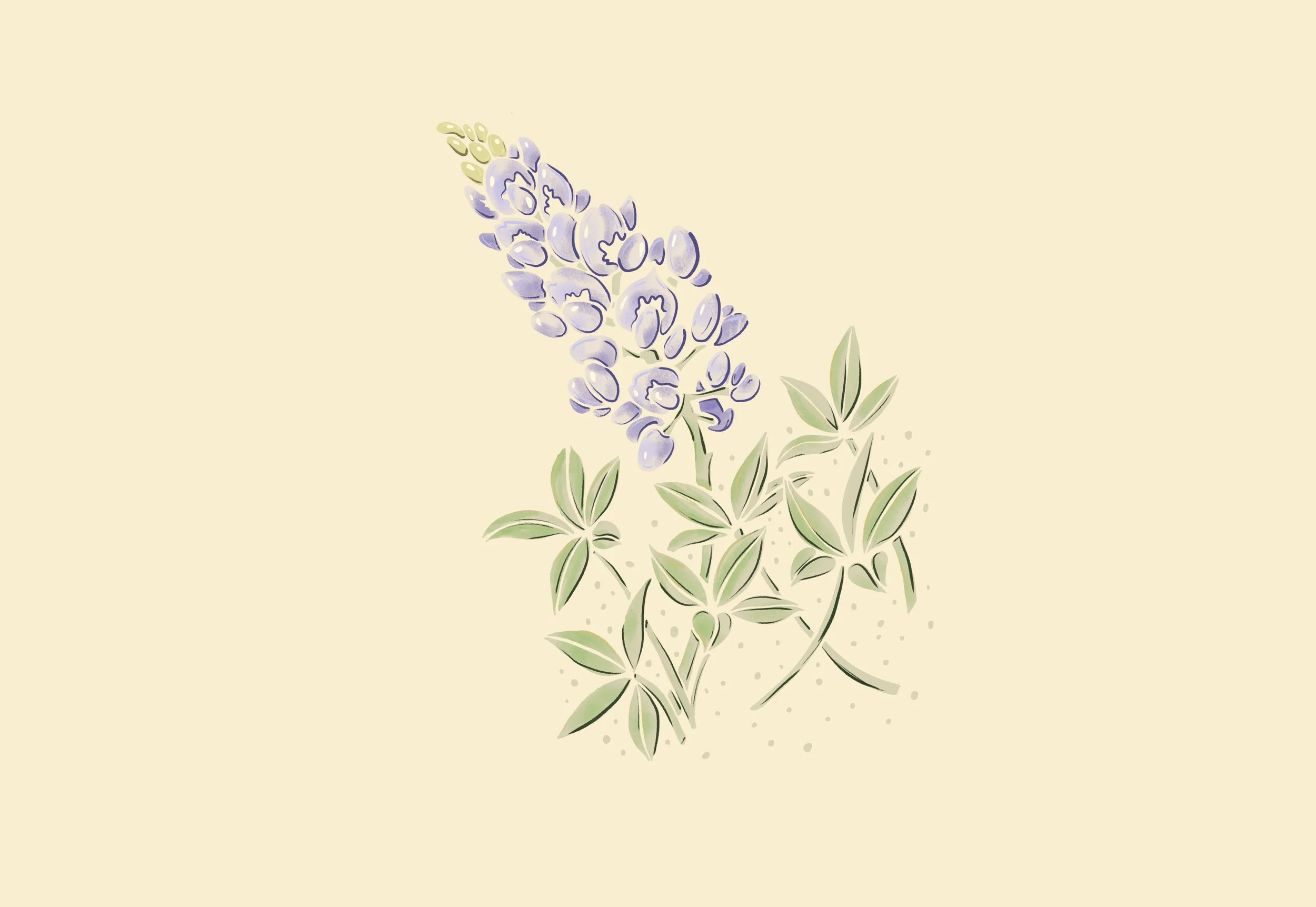 illustration of a Texas bluebonnet flower