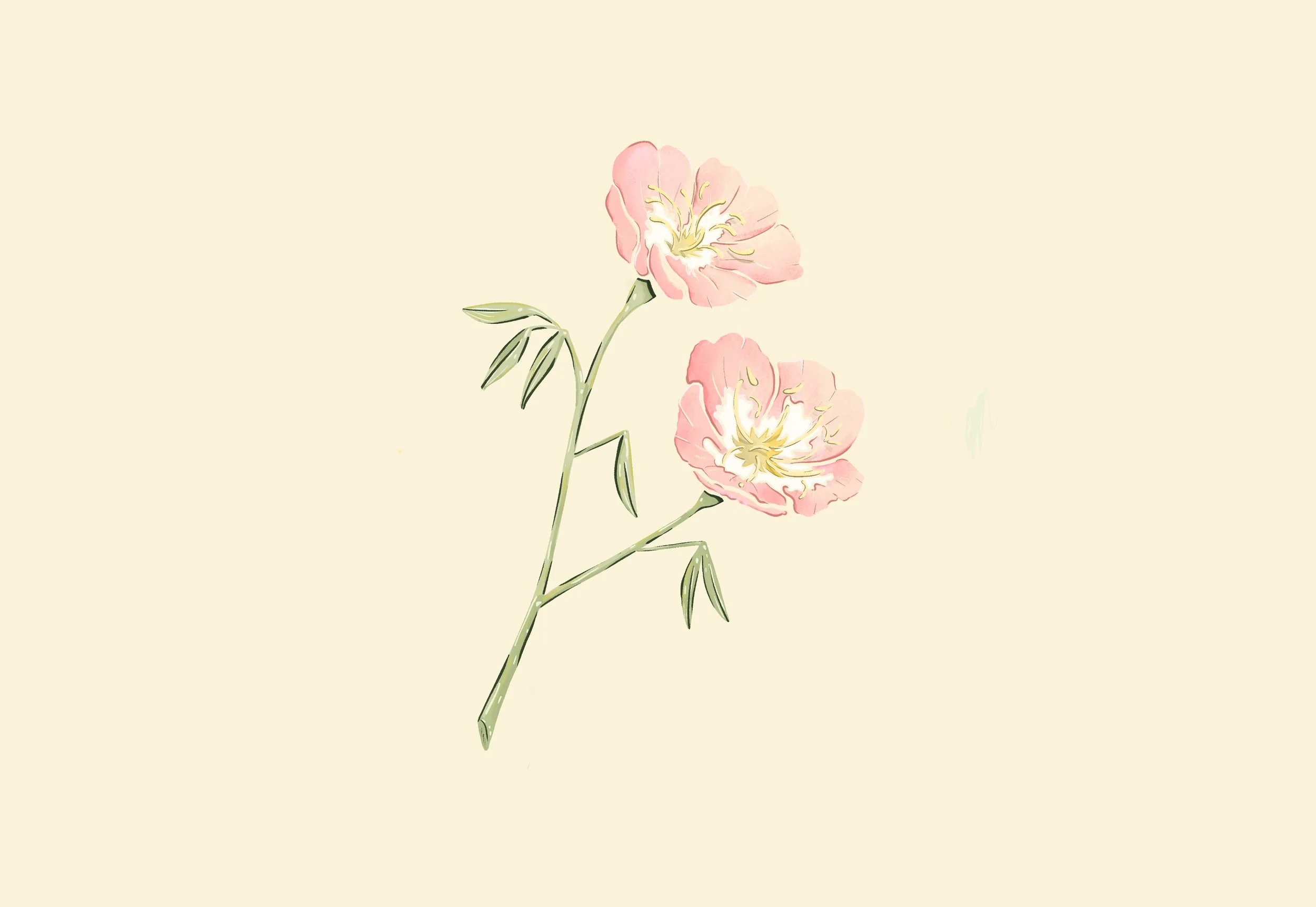 pink Texas wildflower illustration