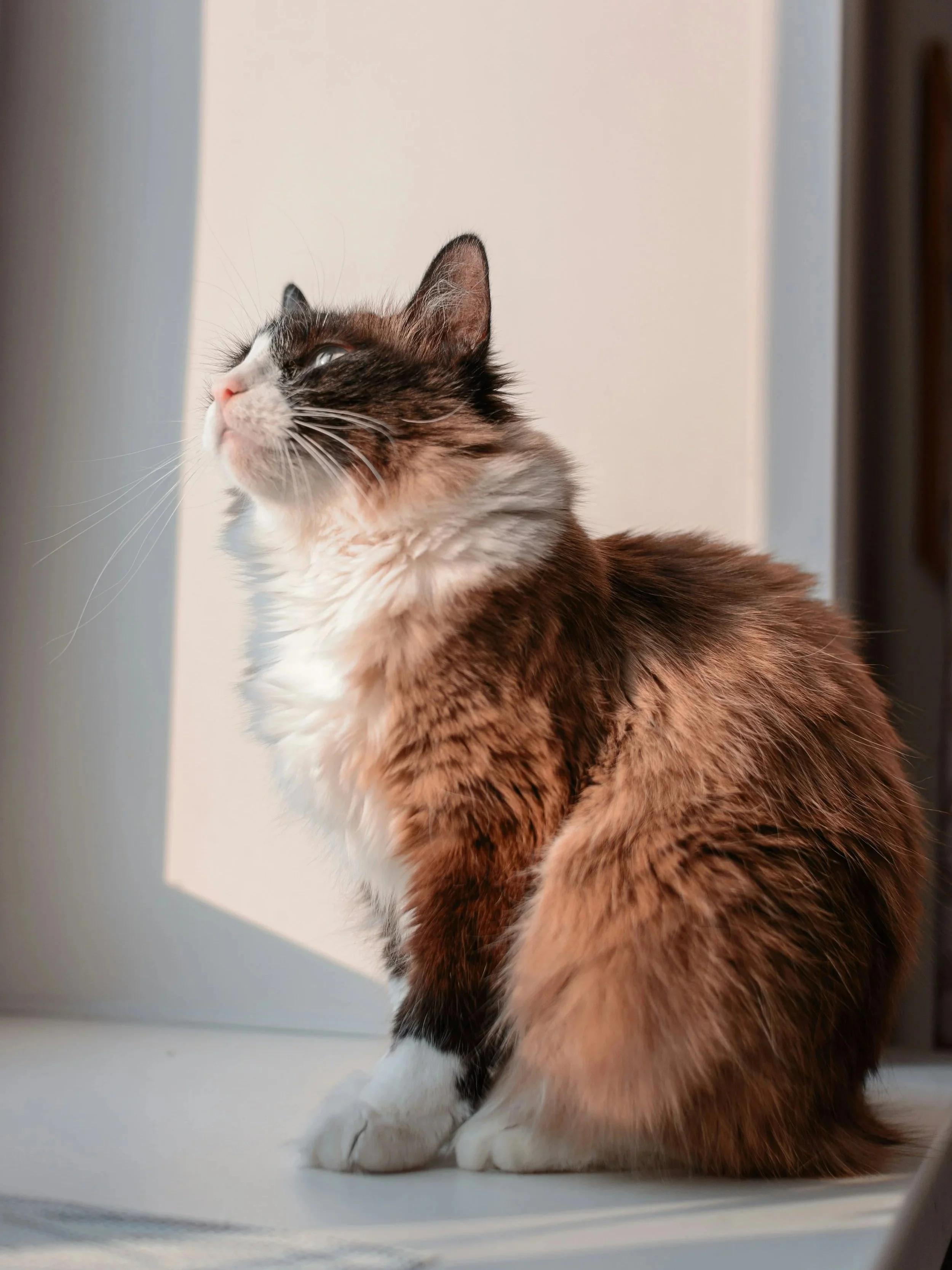 Is Incense Safe for Pets? What to know about ingredients and how to use?